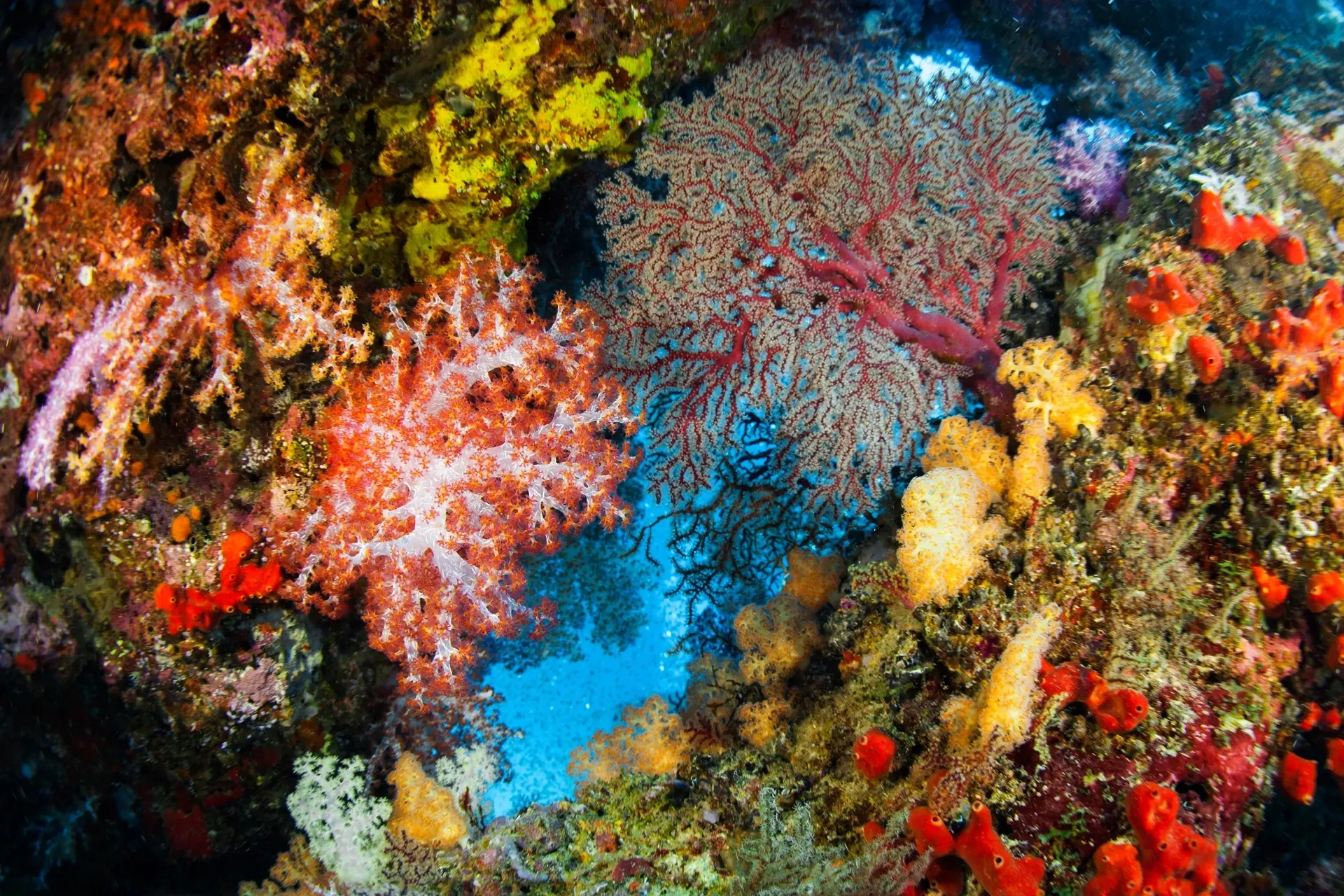 Soft corals in the Similan Islands, Thailand