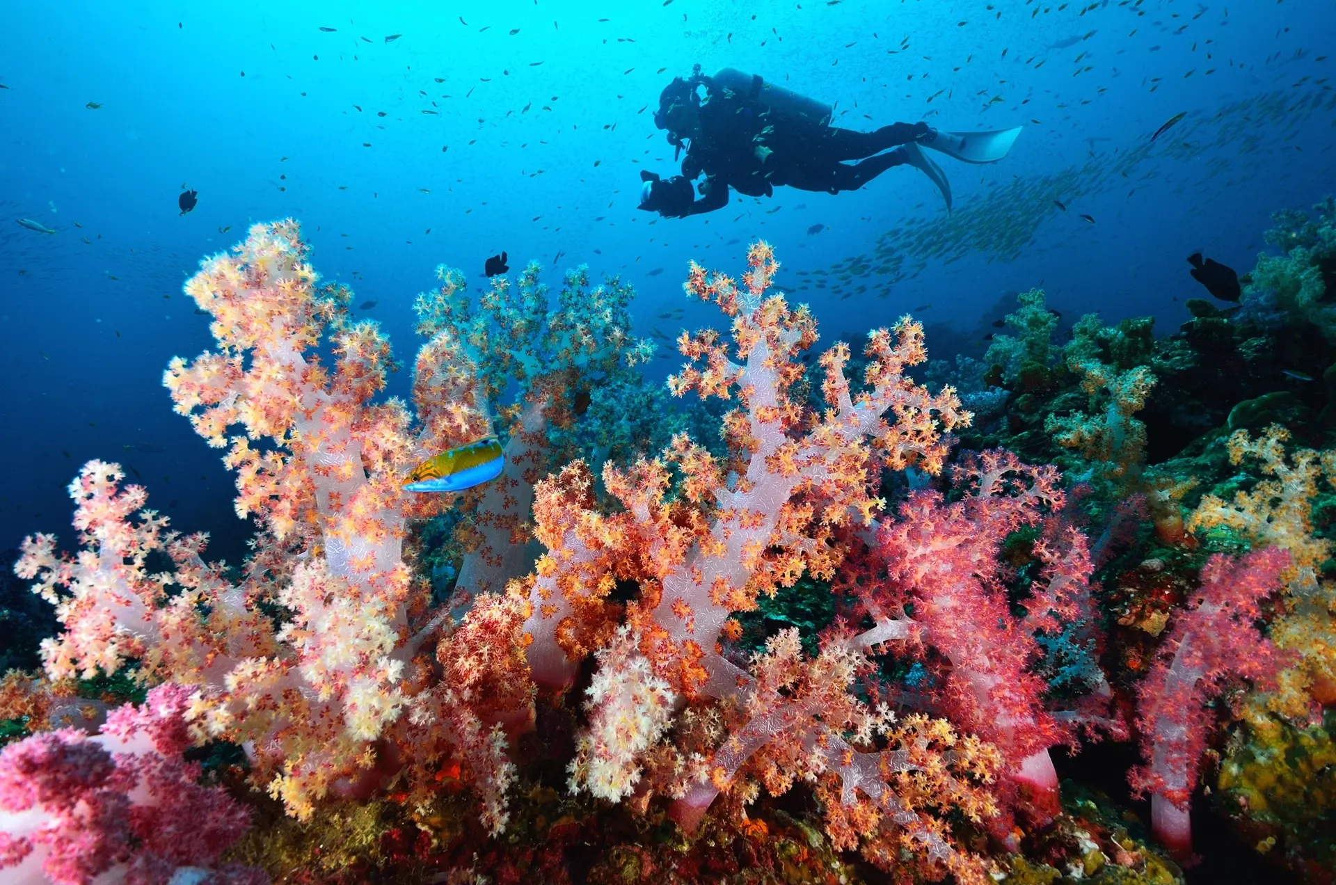 Soft corals in the Similan Islands, Thailand
