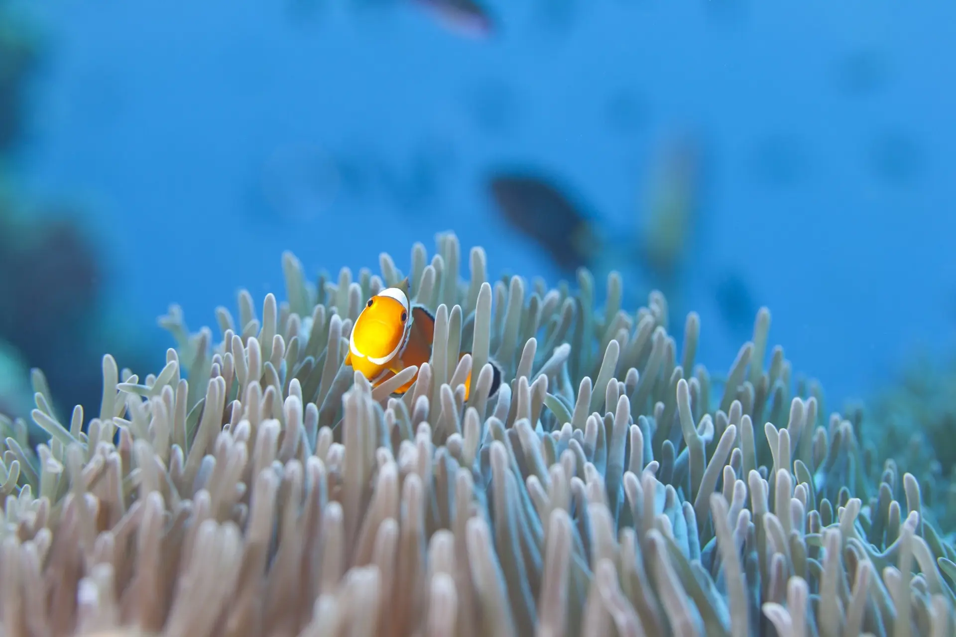 False clown fish in the Surin National Marine Park, Thailand