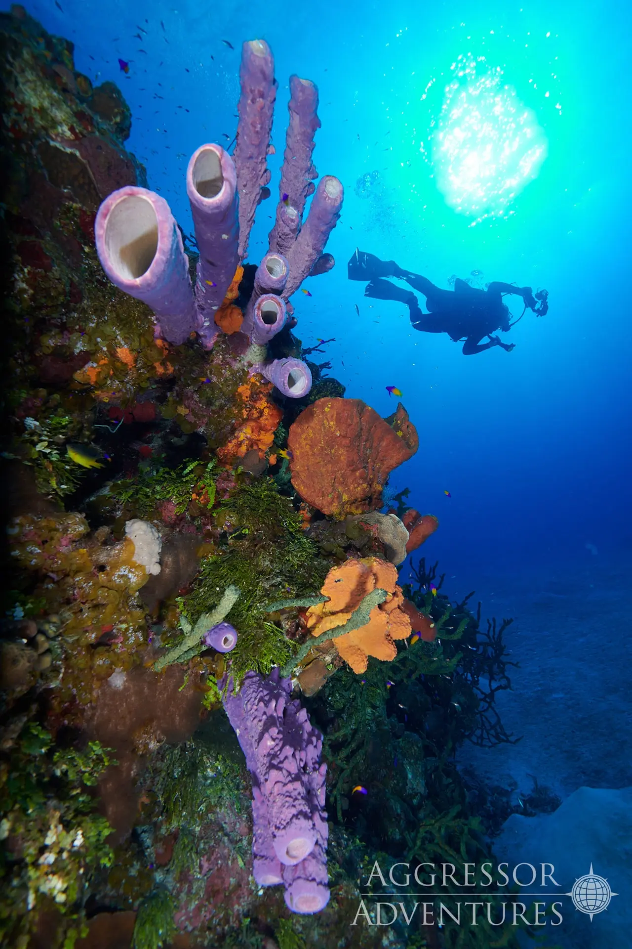 Image of purple tube sponge with a diver in the background, in the Bahamas.
