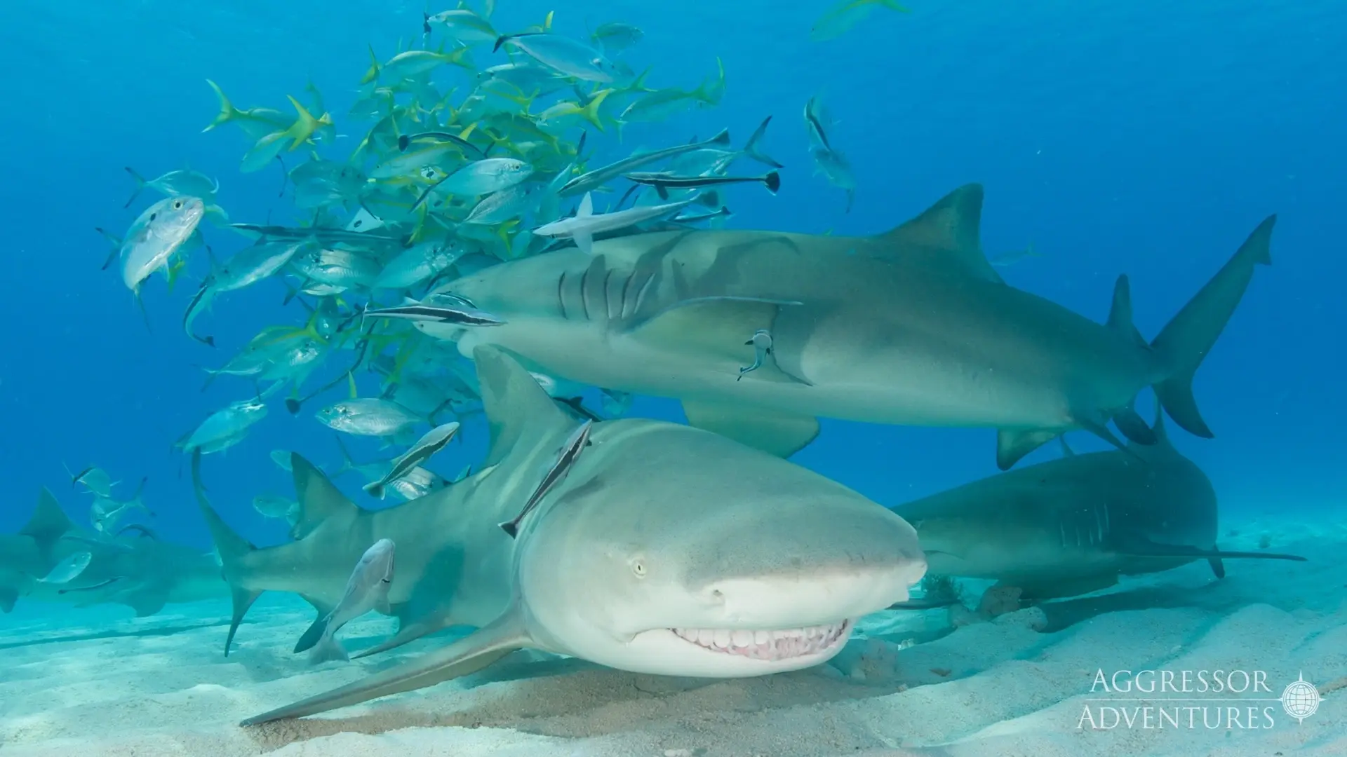 Tiger sharks in the Bahamas, Caribbean.