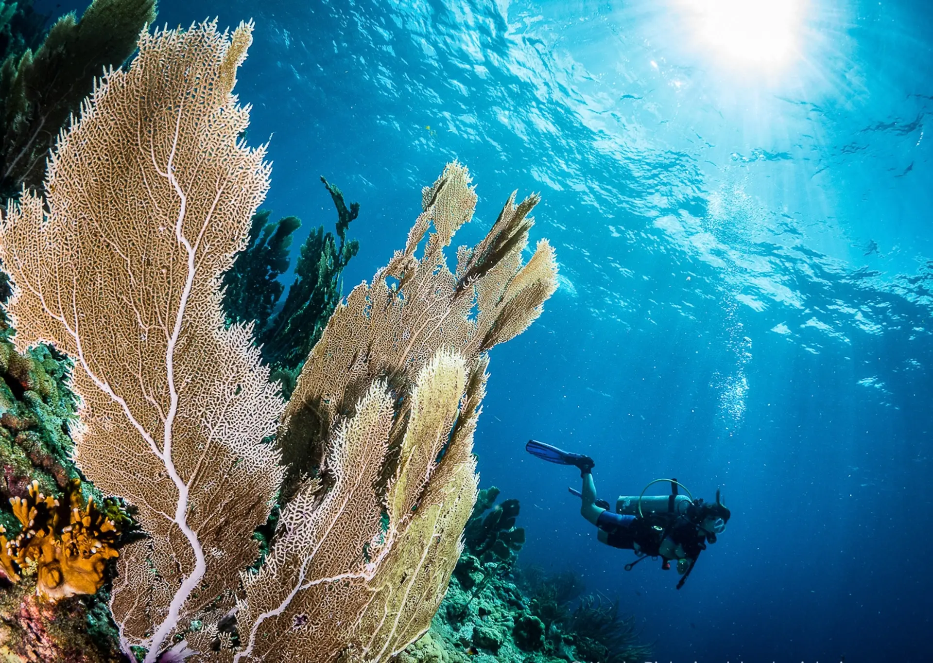 Coral reef & diver in Speyside, Tobago