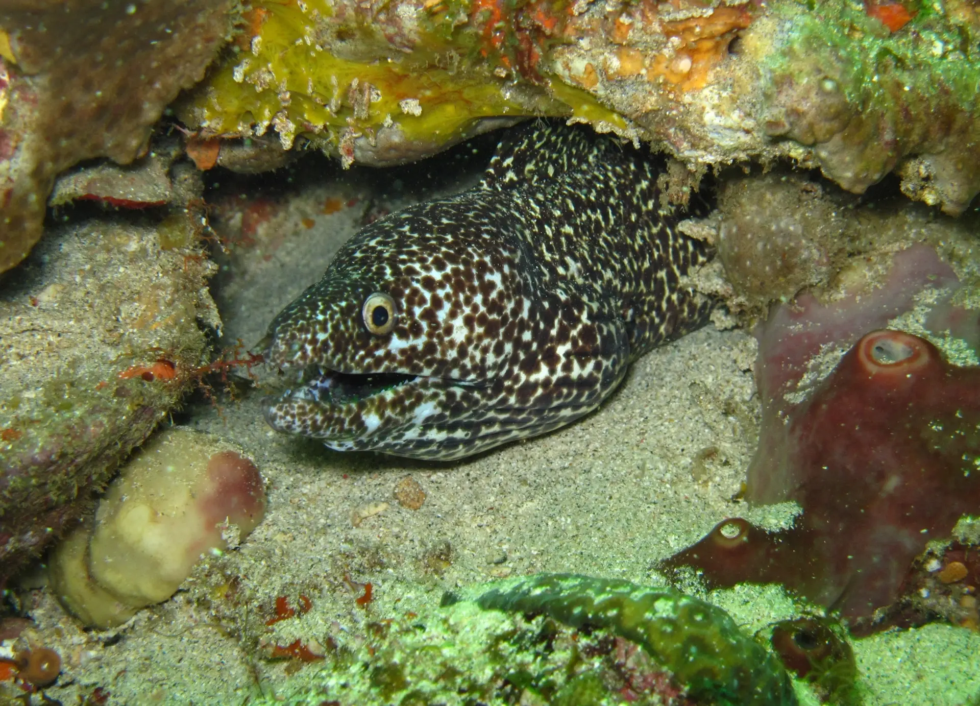 Moray eel in Speyside, Tobago