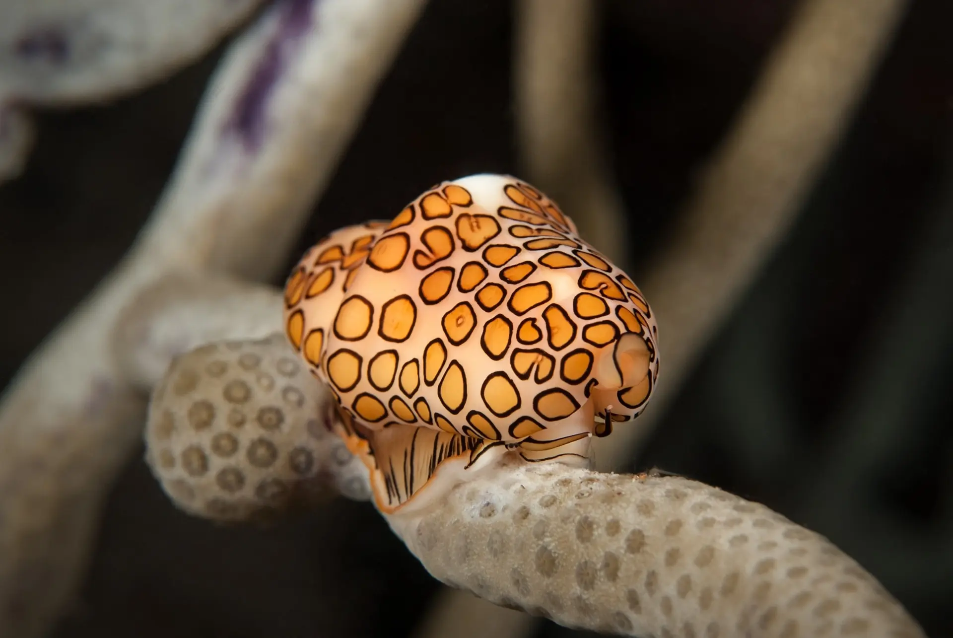 Flamingo tongue in Saba, the Caribbean