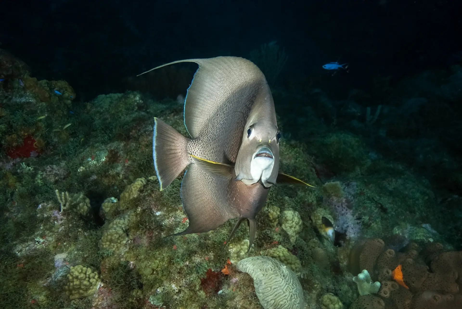 French angelfish in Saba, the Caribbean