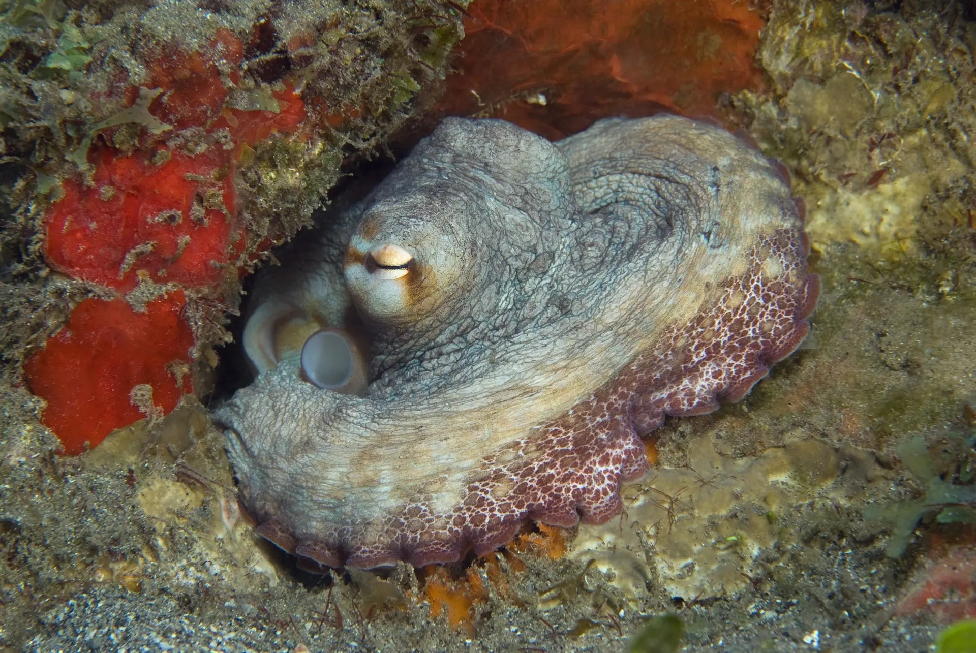 Octopus in St Kitts, the Caribbean