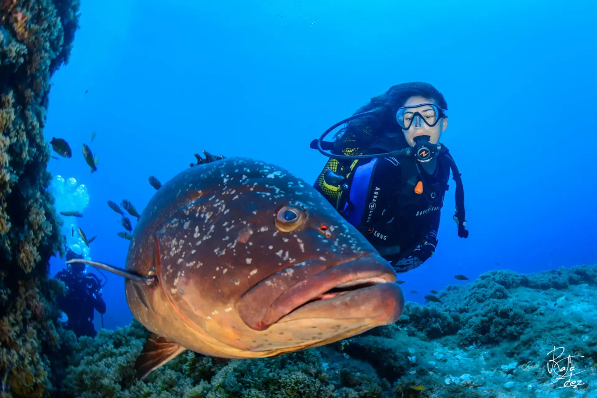 Diver with a grouper, in the Azores