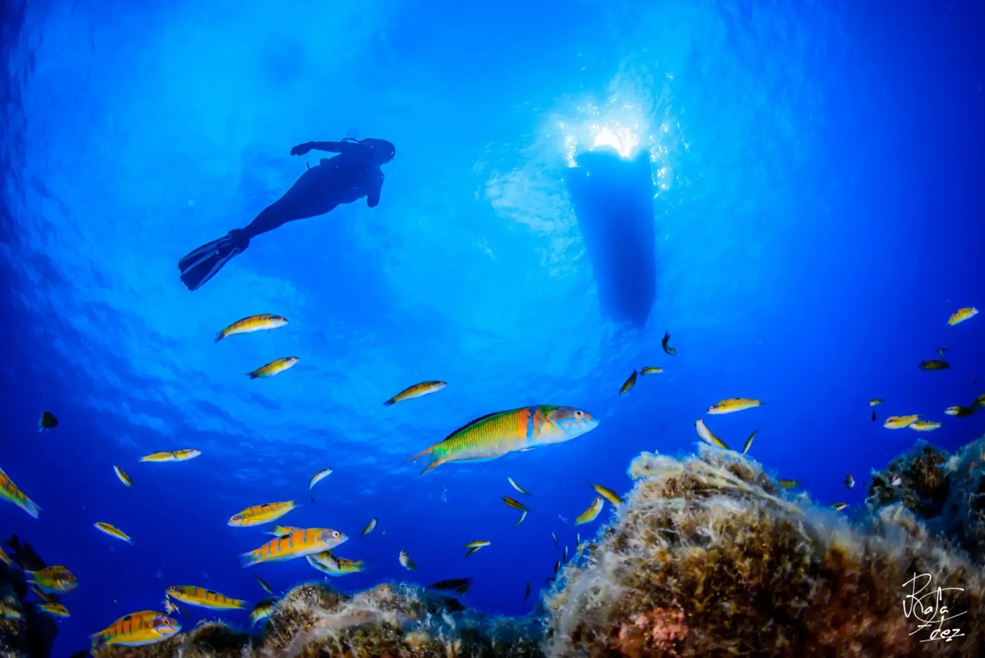 Diver exploring a reef around Santa Maria, the Azores