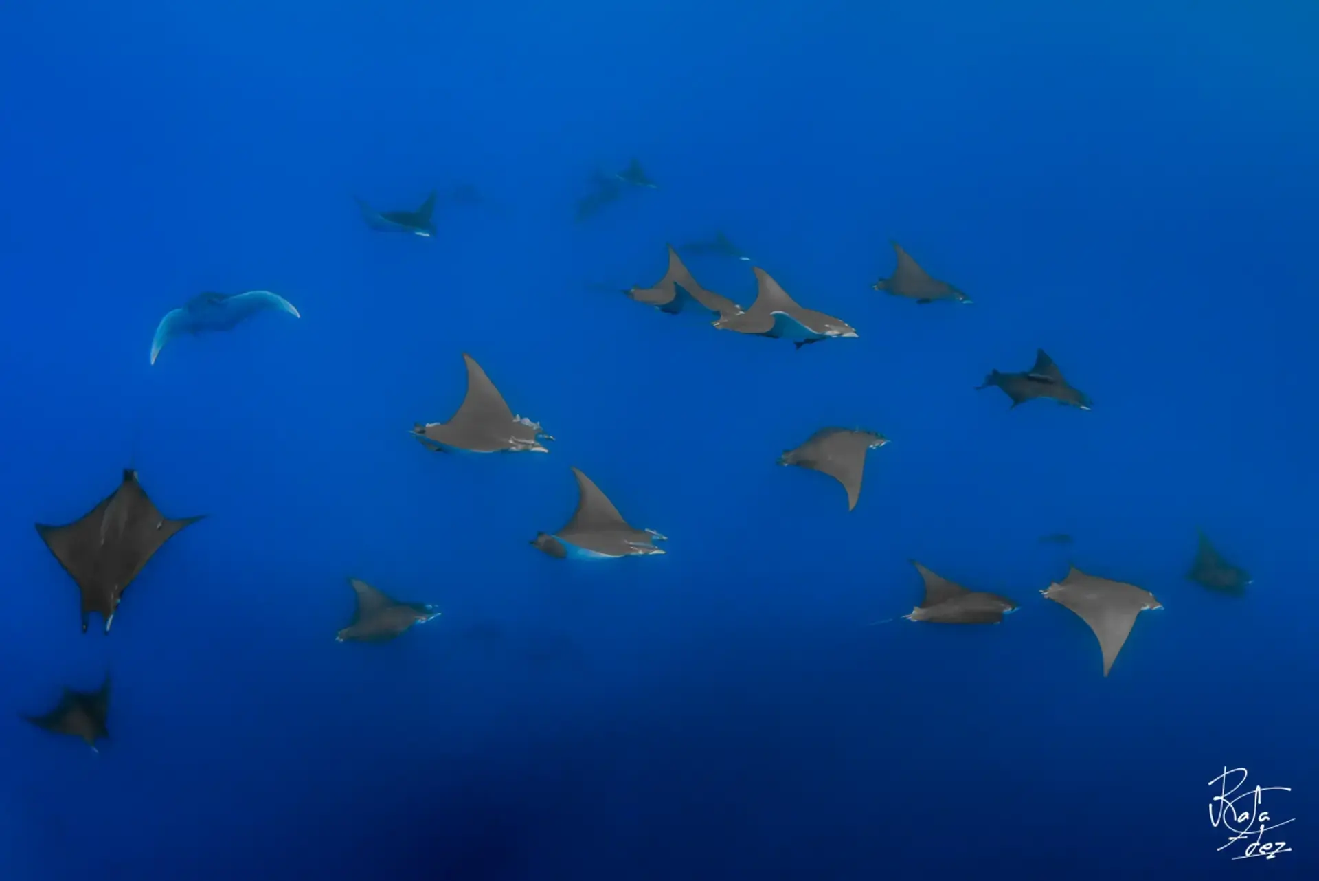 Mobular rays in the waters surrounding Santa Maria, Azores