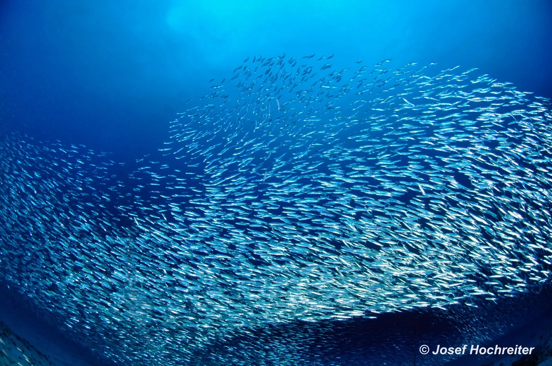 Baitball, Amba Liveaboard, Maldives