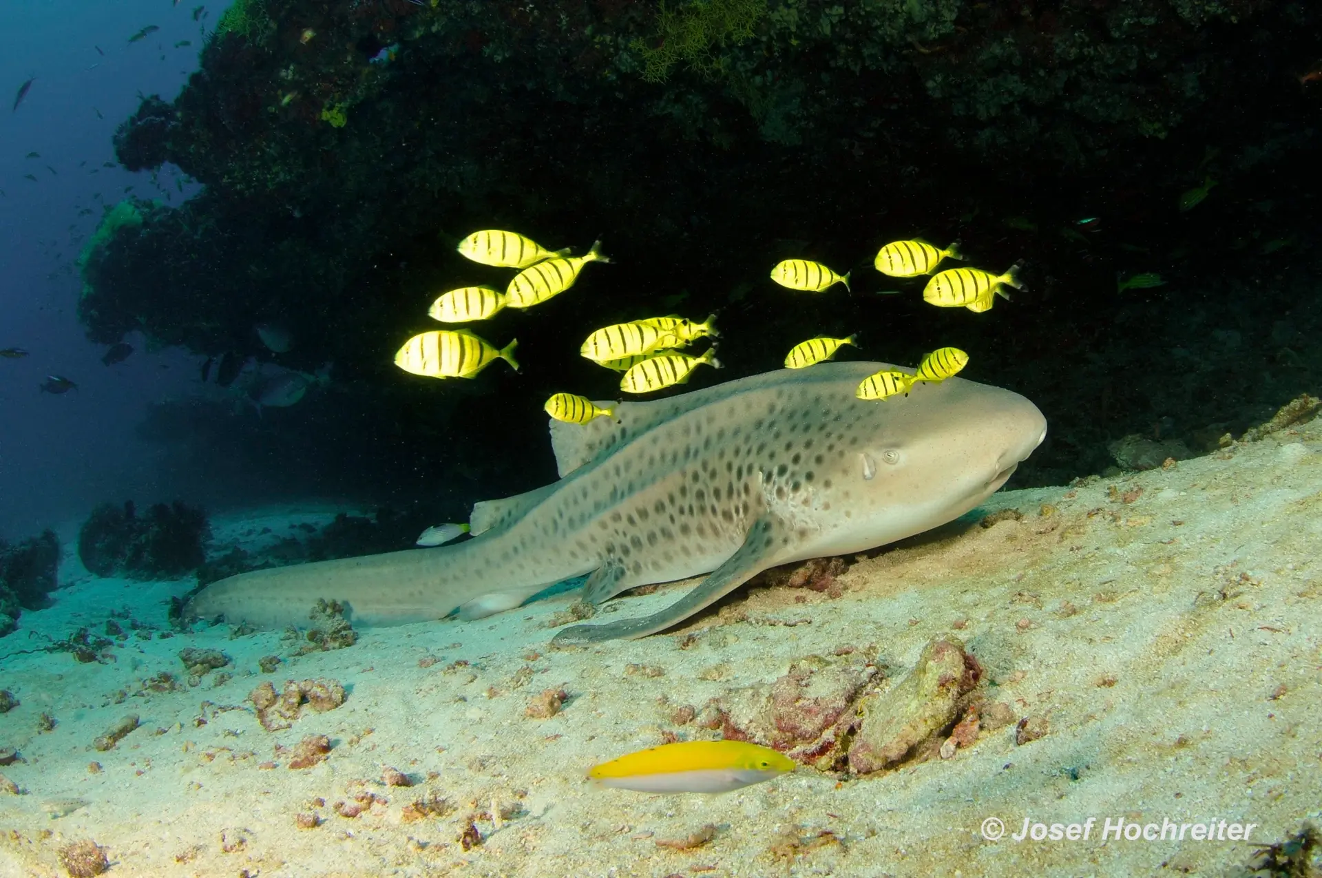 Leopard shark, Amba Liveaboard, Maldives