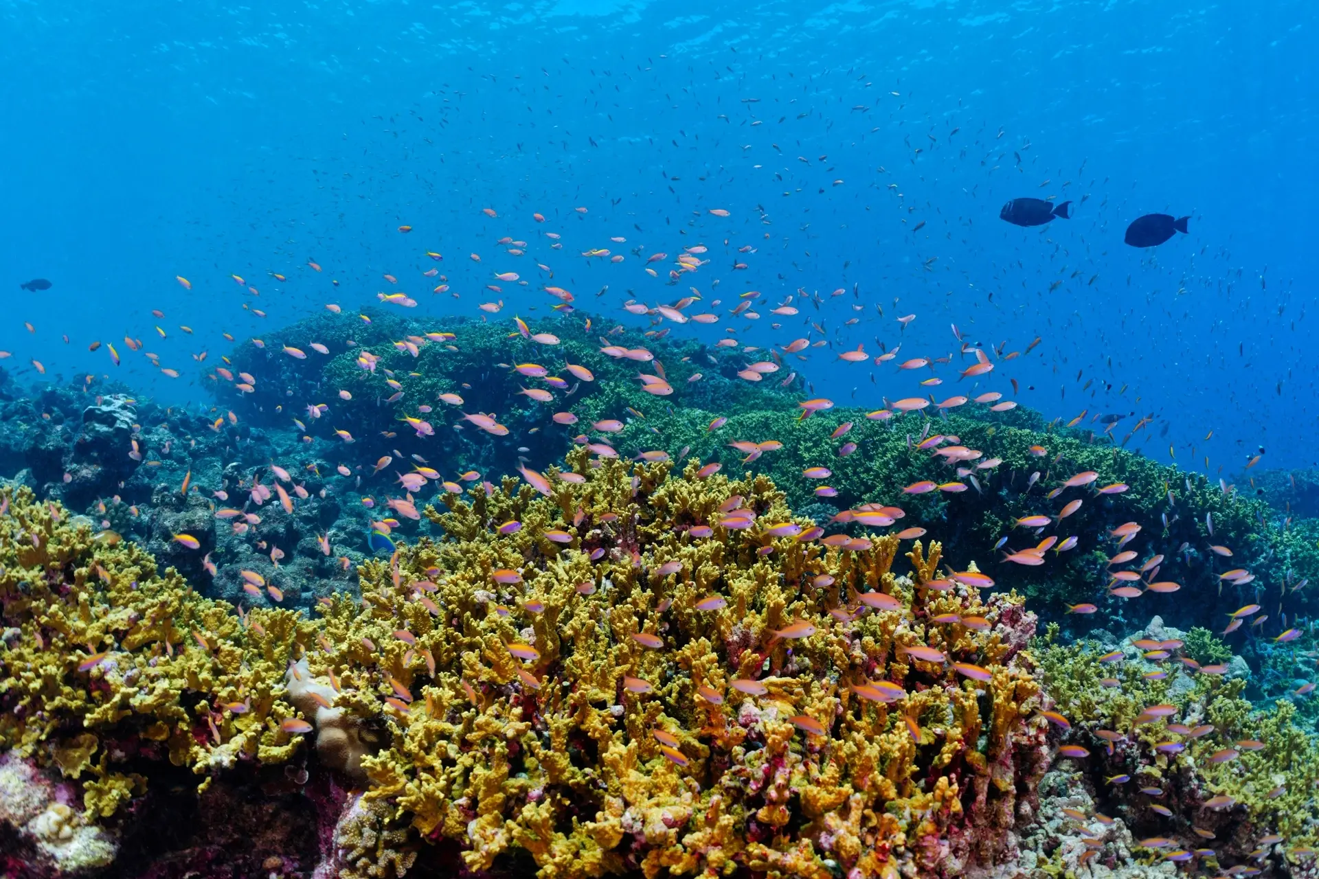 Anthias & hard coral in the Maldives