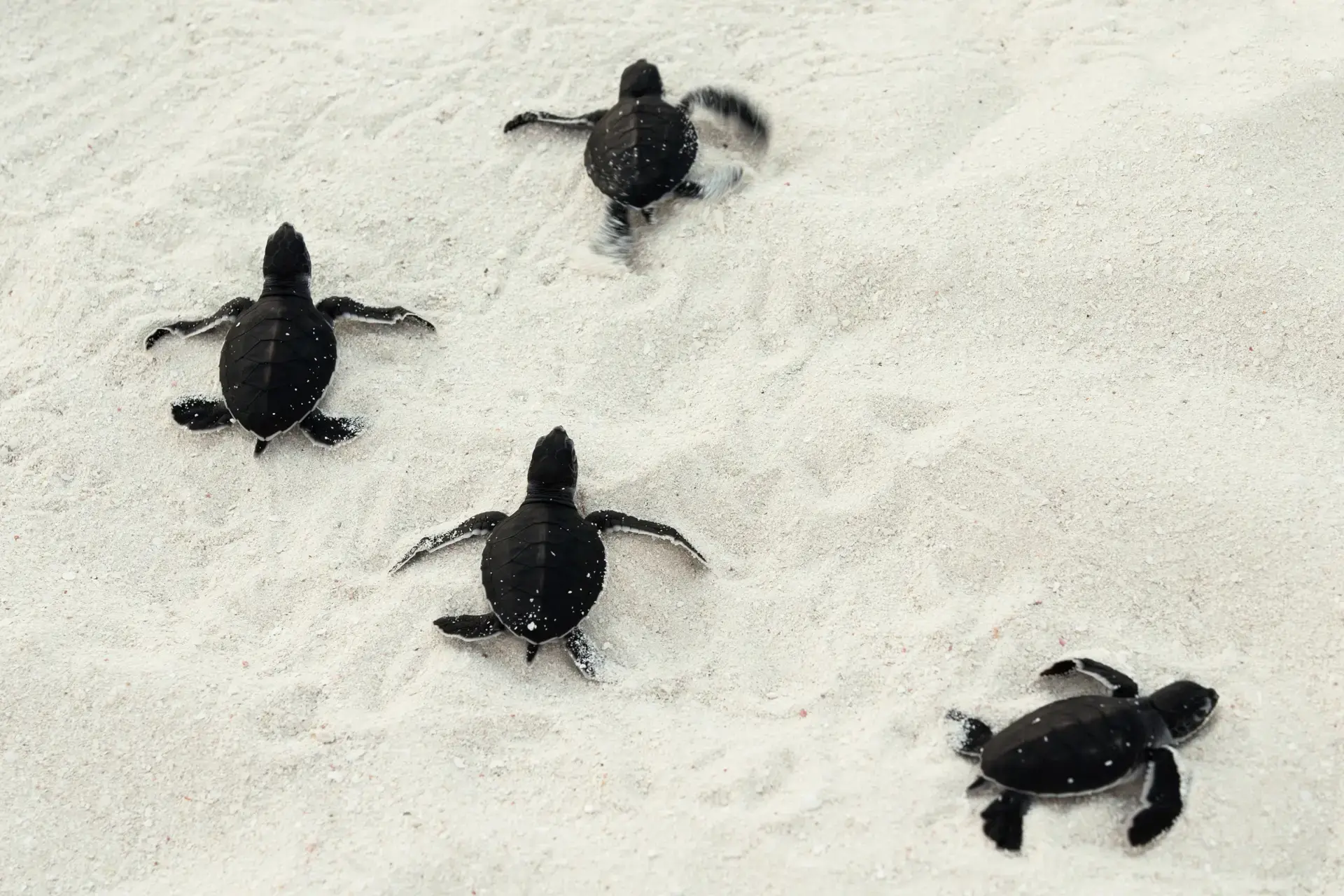 Olive ridley project turtles from the nesting program at Coco Dive Centre