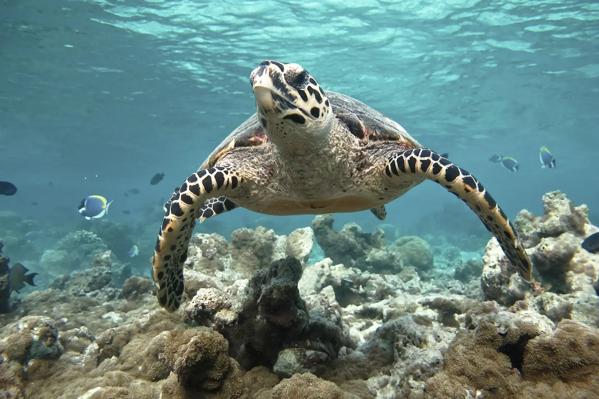 An olive ridley turtle at Coco Palm Dhuni Kolhu Resort, Maldives