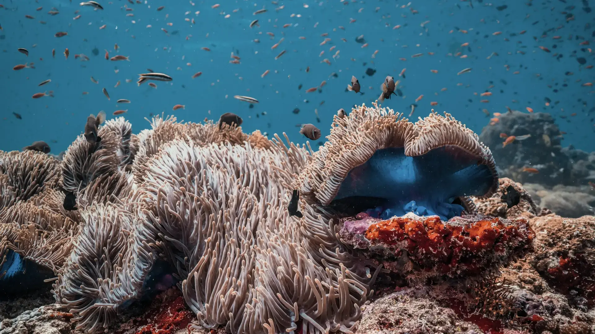 An anemone, on a dive from Coco Palm Dhuni Kolhu Resort, Maldives