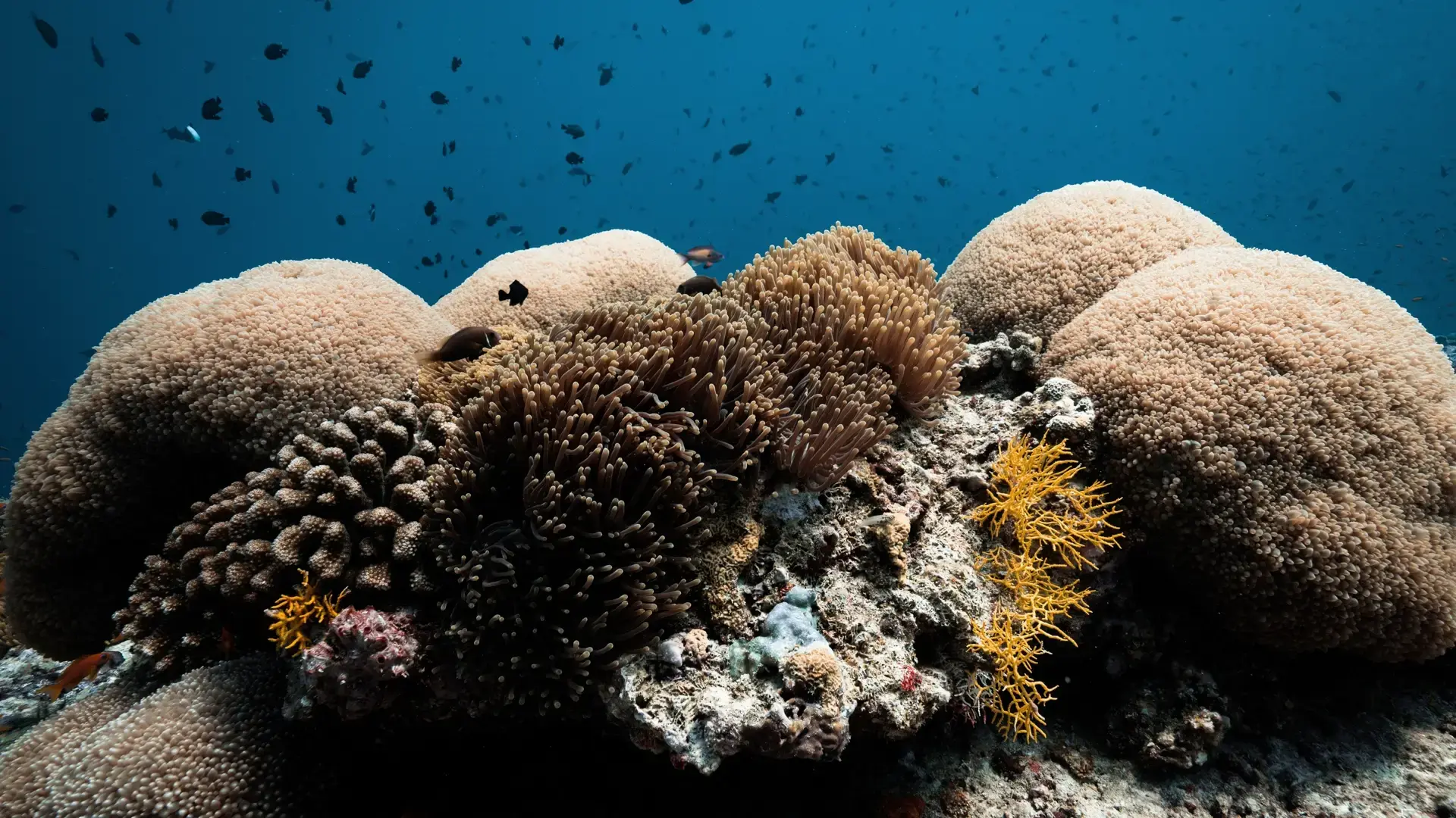 A reef near Coco Palm Dhuni Kolhu Resort, Maldives