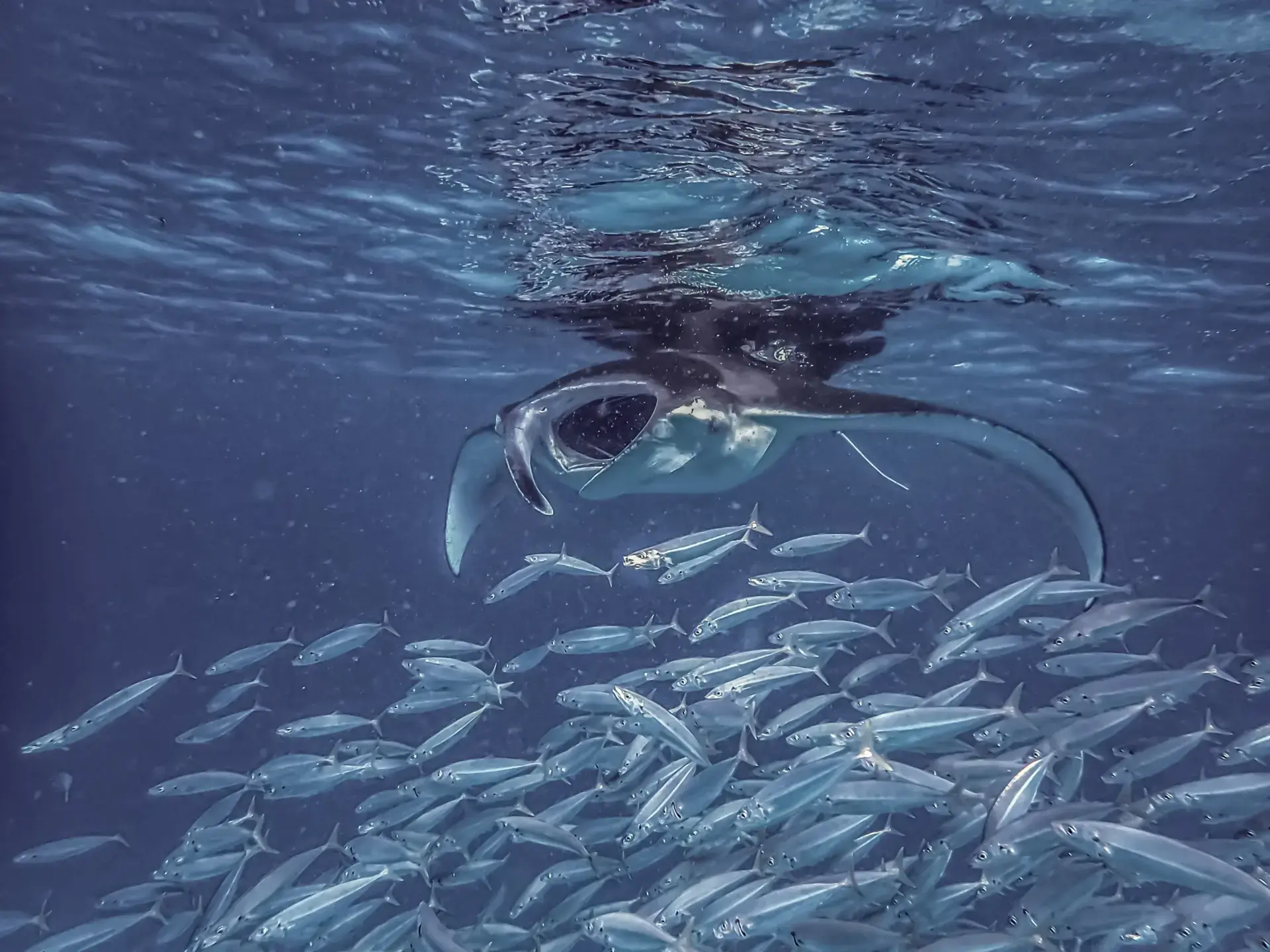 A manta ray, on a diving excursion from Coco Palm Dhuni Kolhu Resort, Maldives
