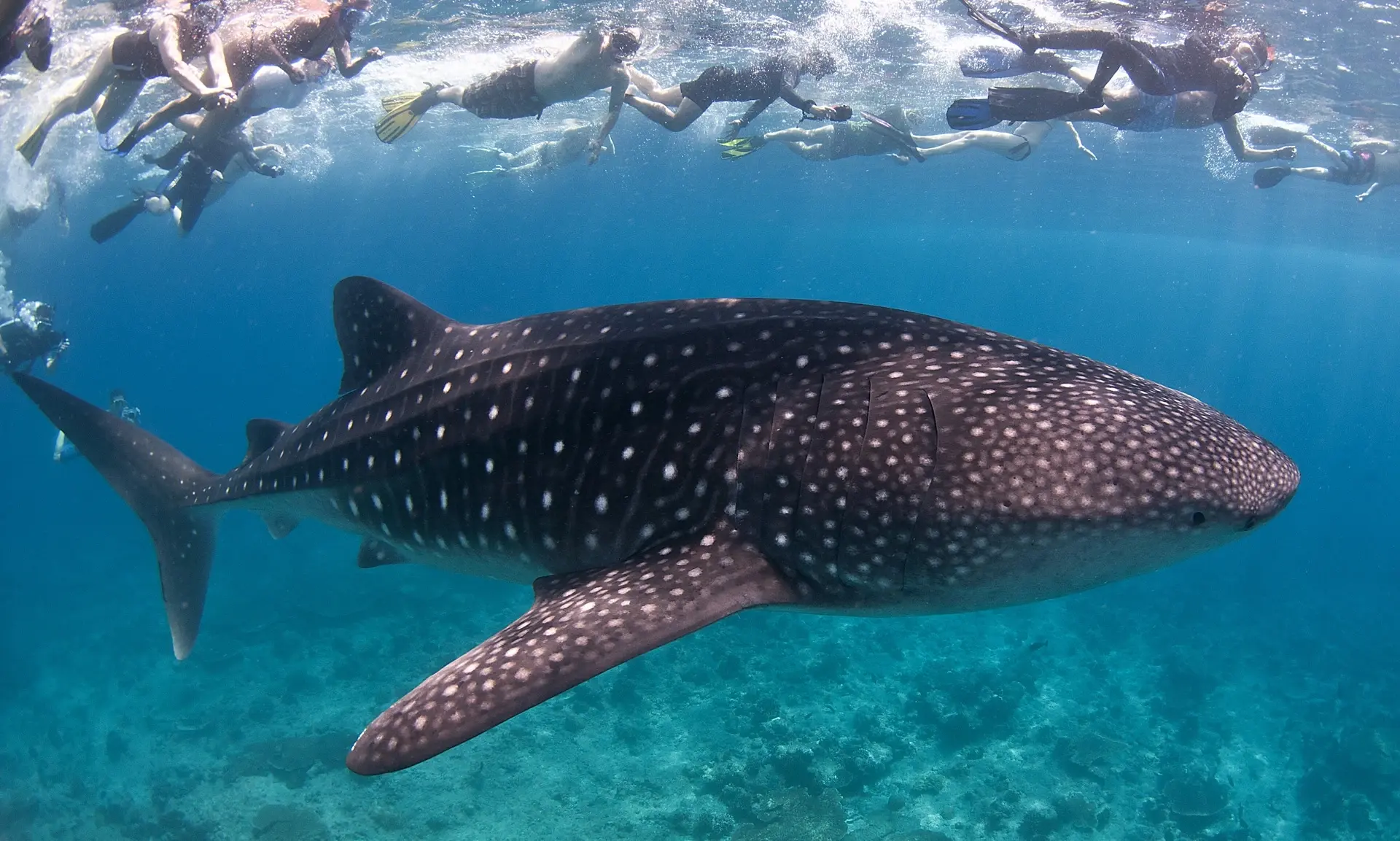 Snorkelling & whale shark, Emperor Voyager, Maldives