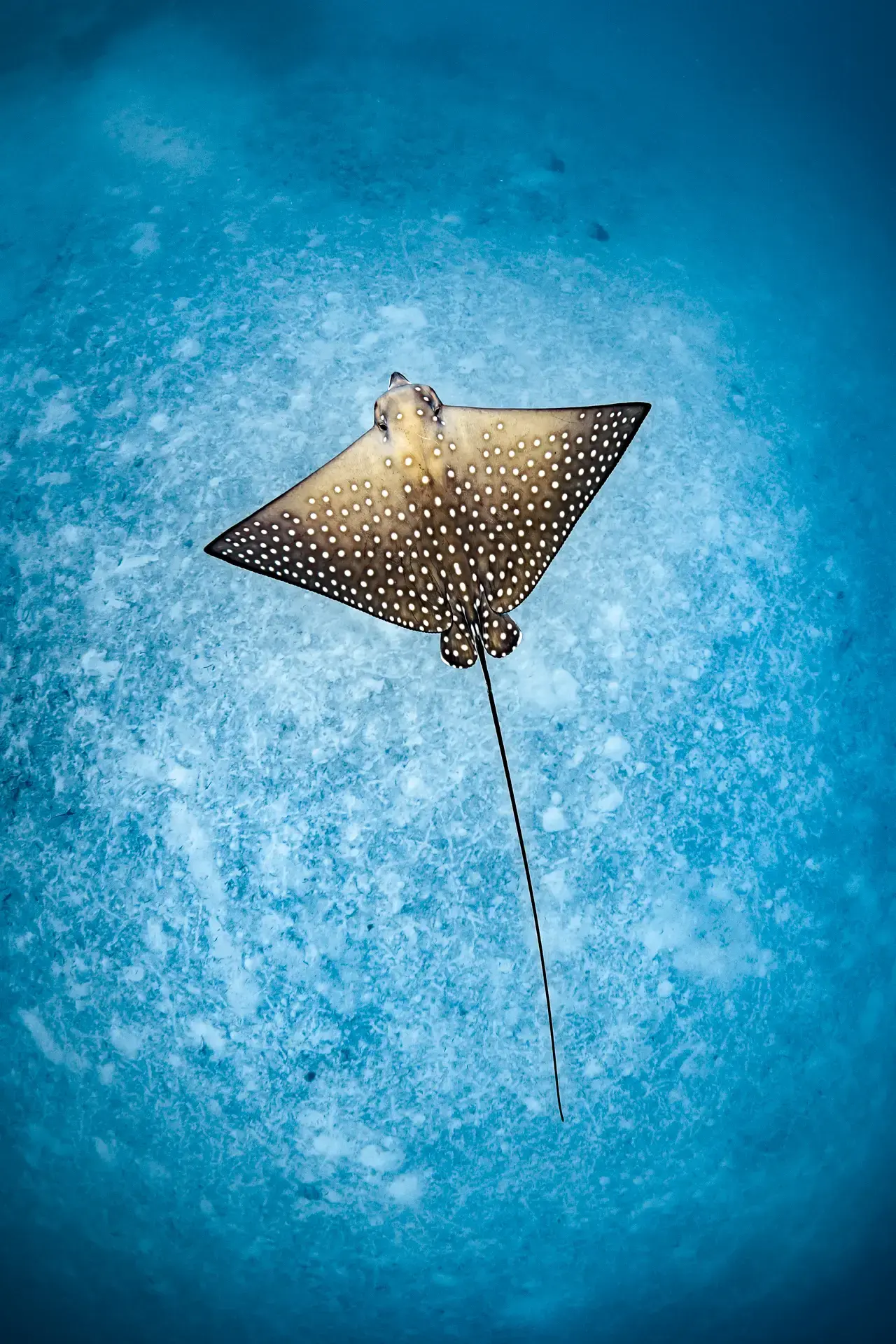 Spotted eagle ray, Le Meridien Maldives Resort & Spa, Maldives.