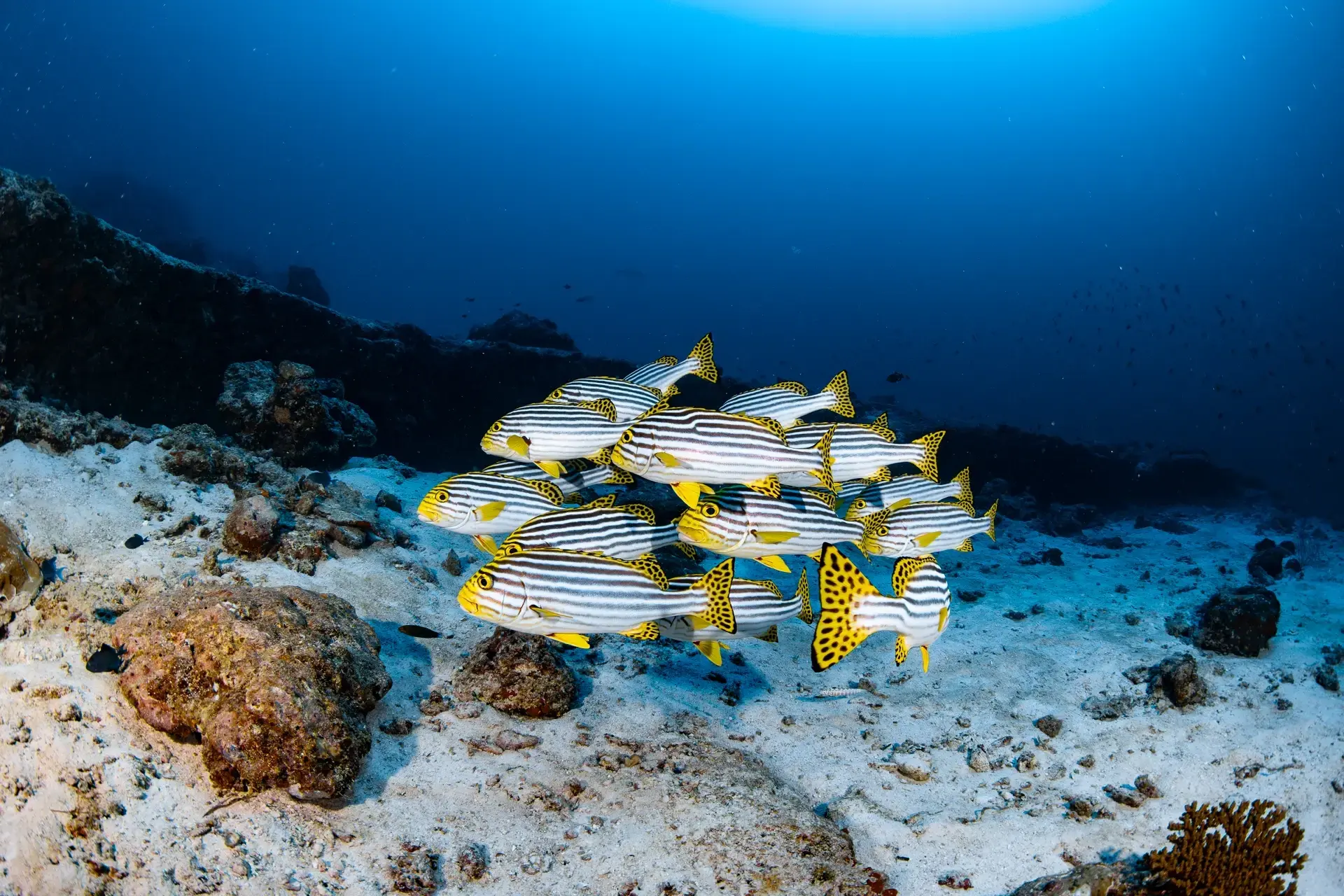 Oriental sweetlips. Diving at Le Meridien Maldives Resort & Spa, Maldives.