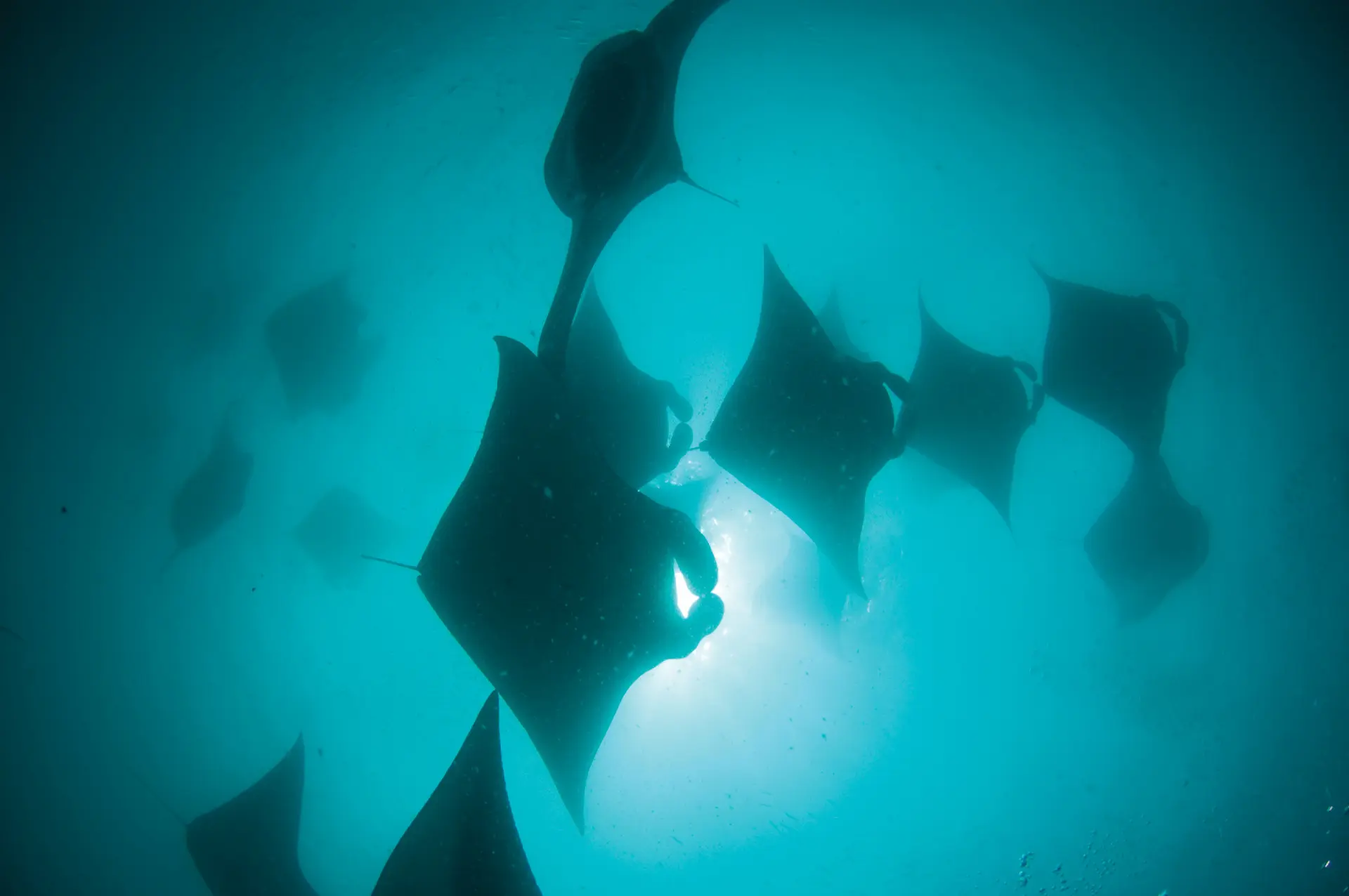 Reef manta, Maldives