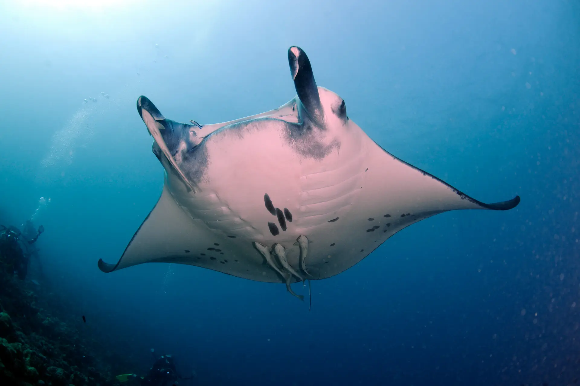 Underwater reef manta, Maldives