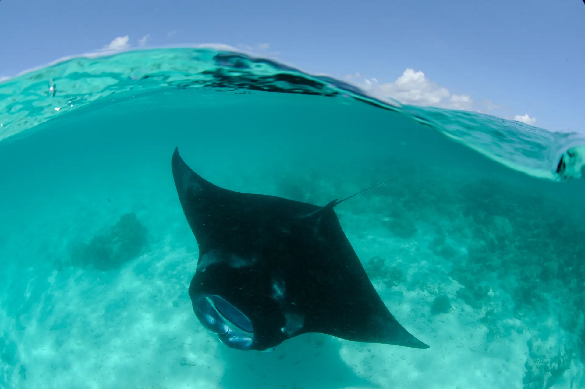 Reef manta, Maldives