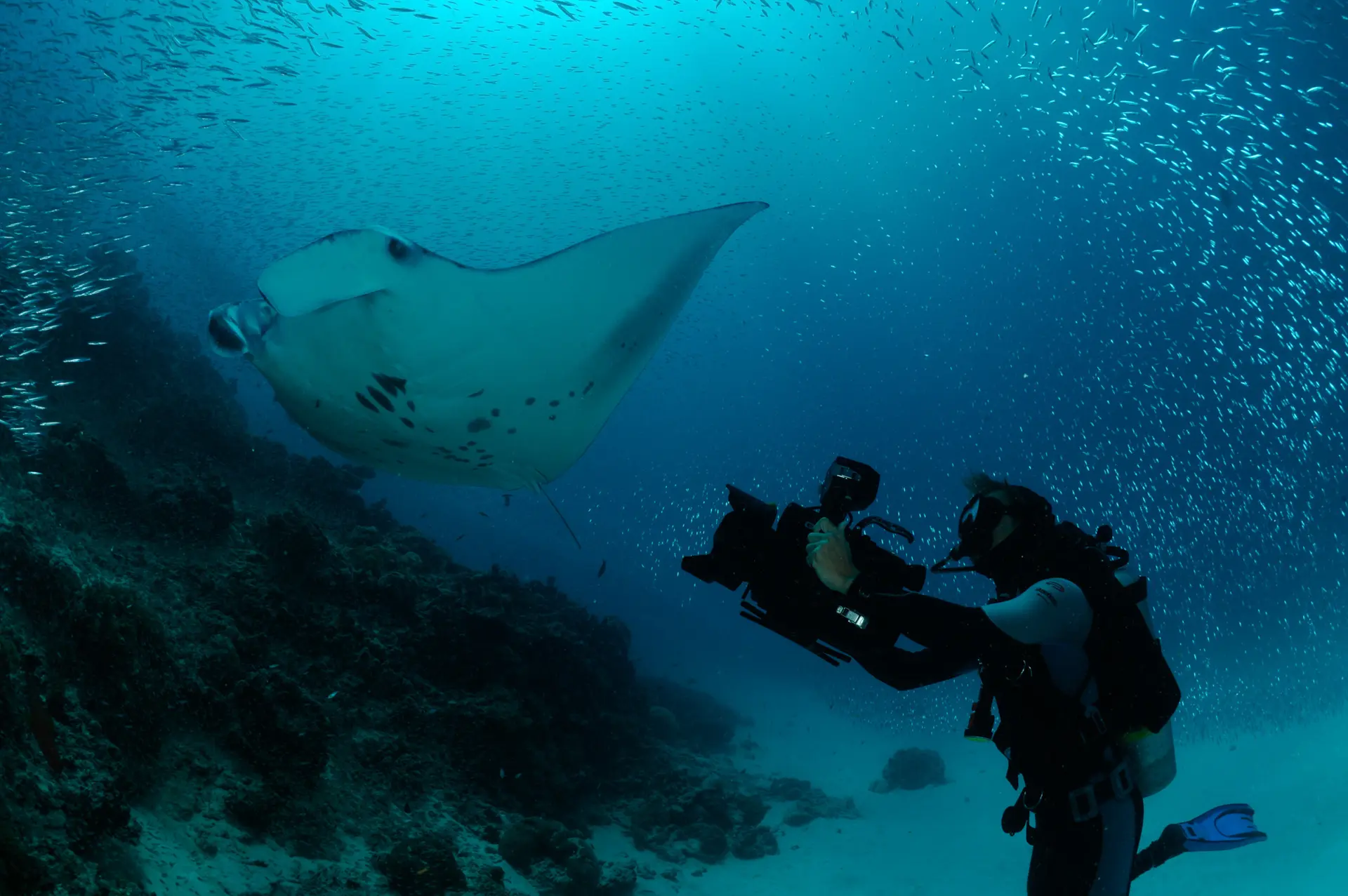 Reef manta and diver, Maldives