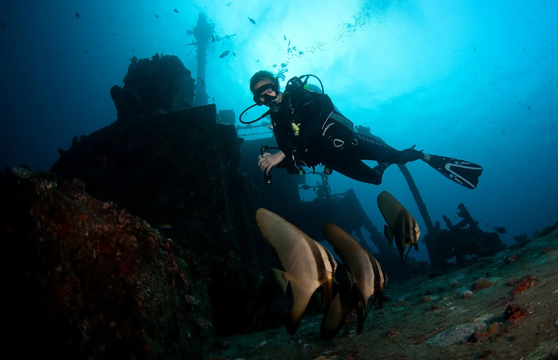 Diver, batfish & Machafushi Wreck, Emperor Voyager, Maldives