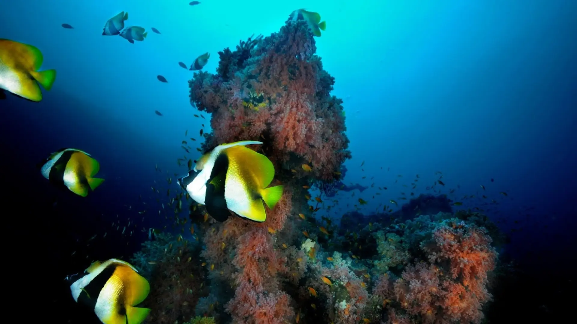 Emperor fish, Emperor Voyager, Maldives