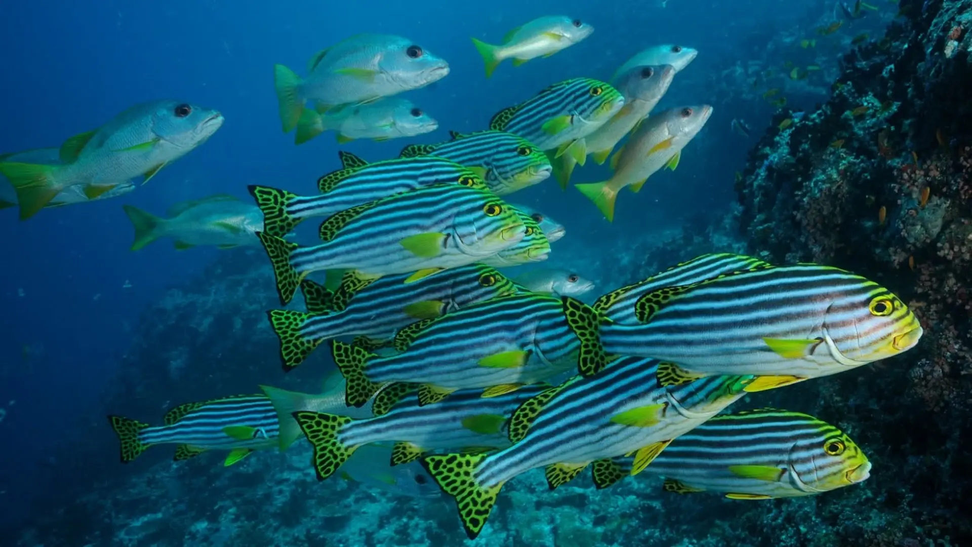 Shoal, Emperor Voyager, Maldives