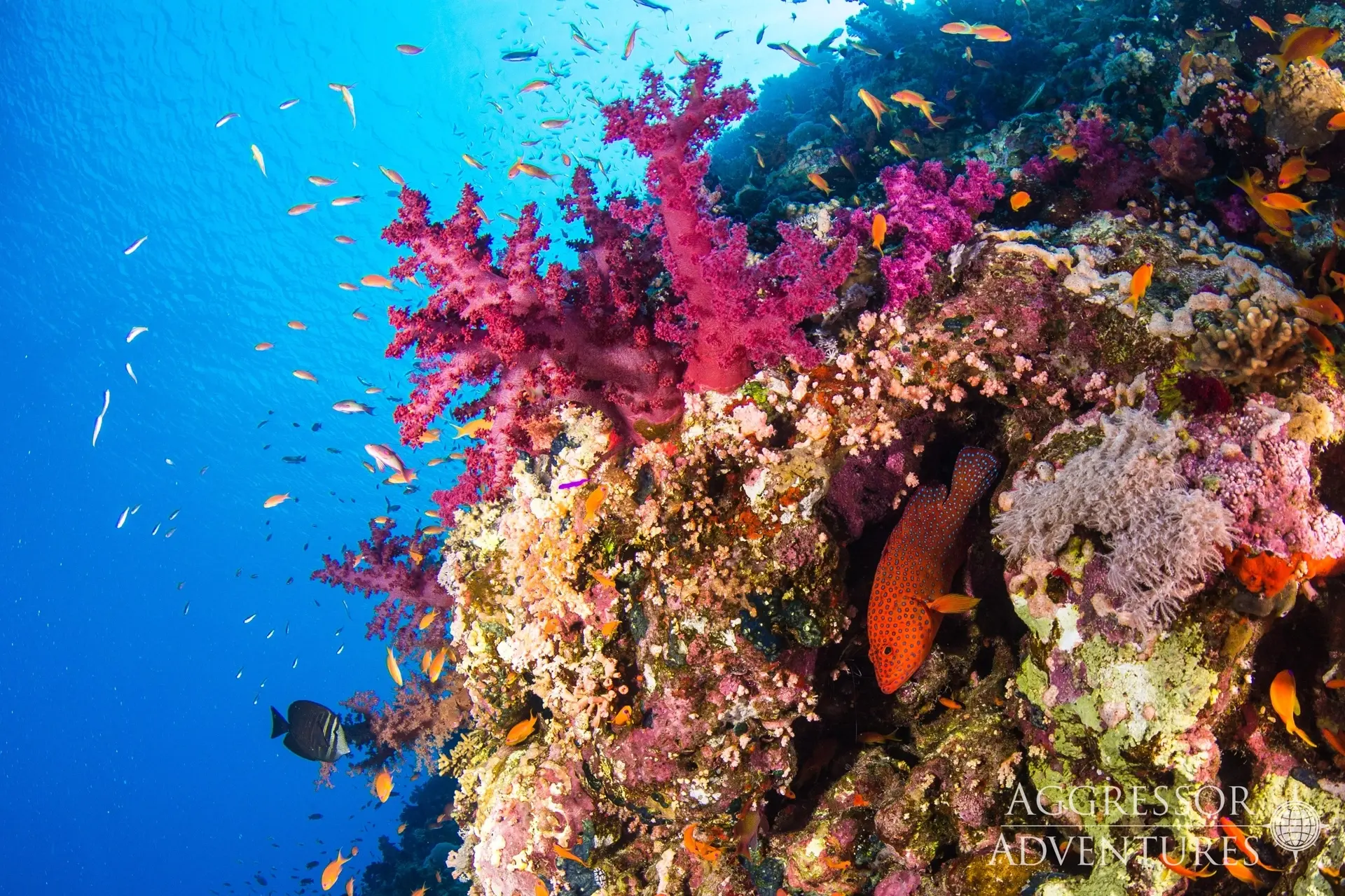 Coral, Red Sea Aggressor II, Egypt