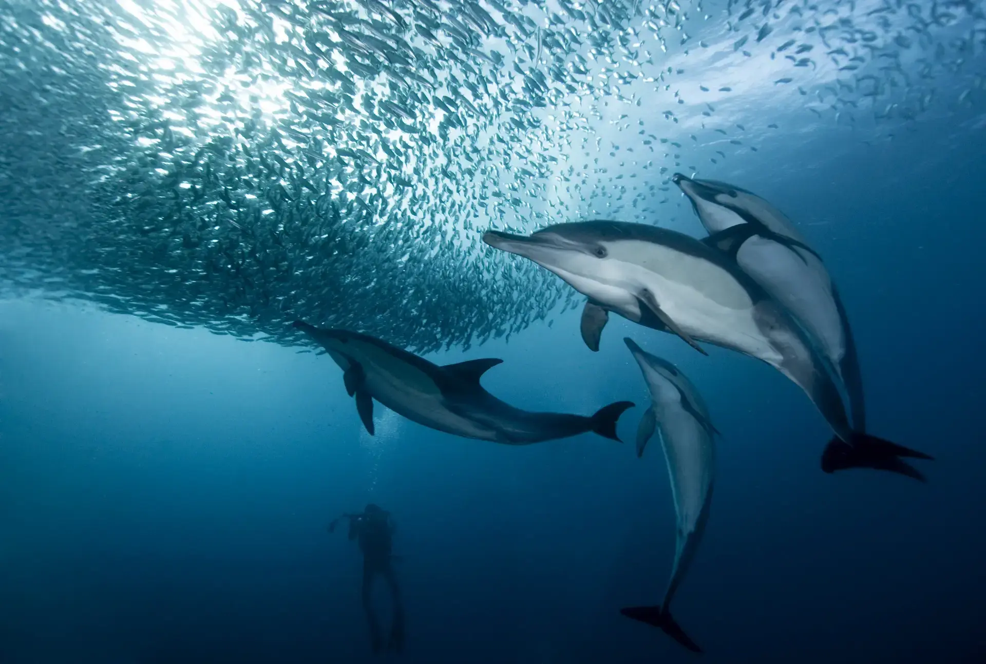 Sardines and dolphins in South Africa