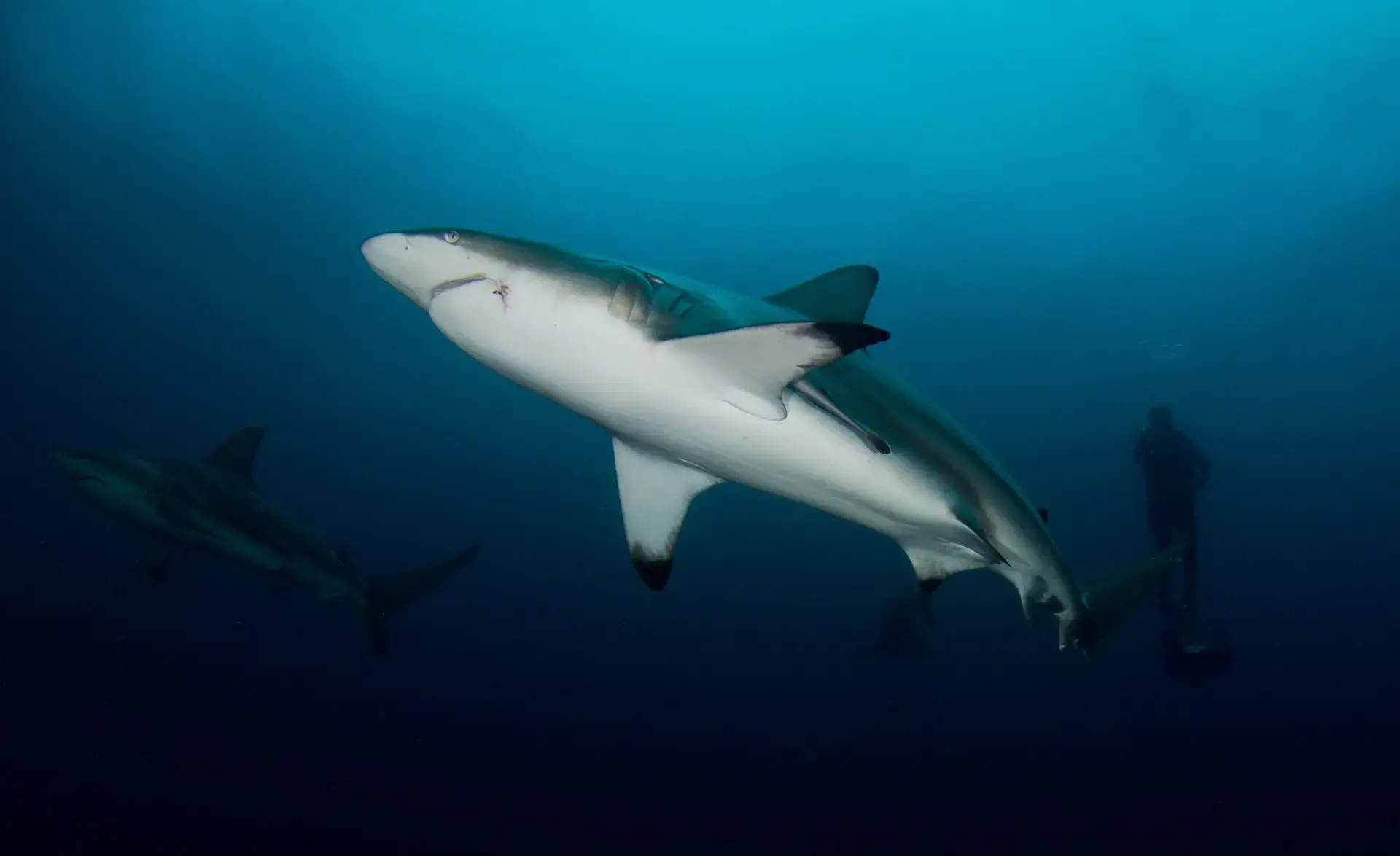 Black tip reef shark, South Africa