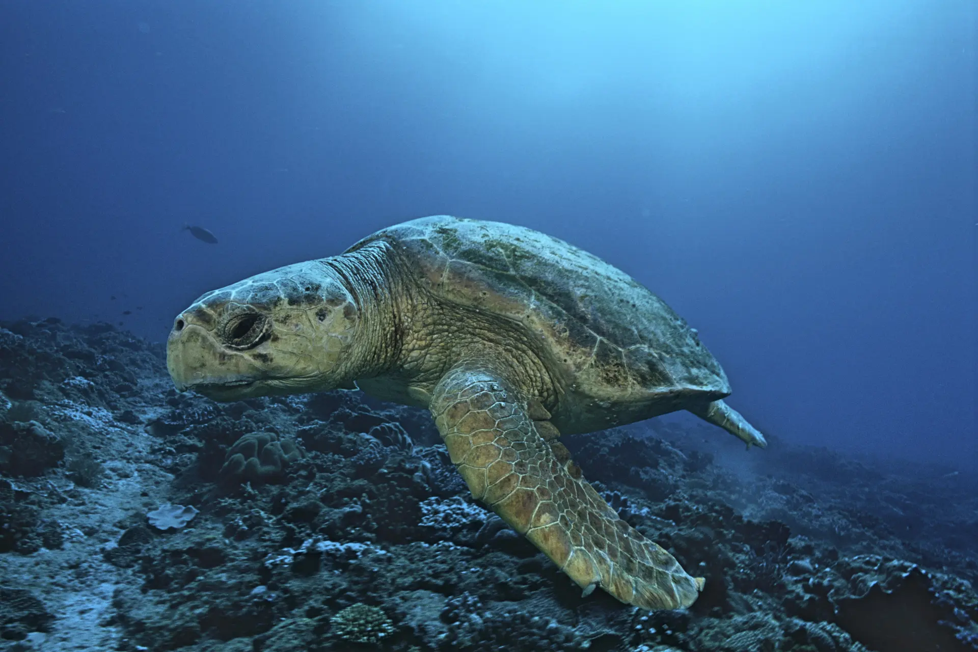 Sea turtle in South Africa