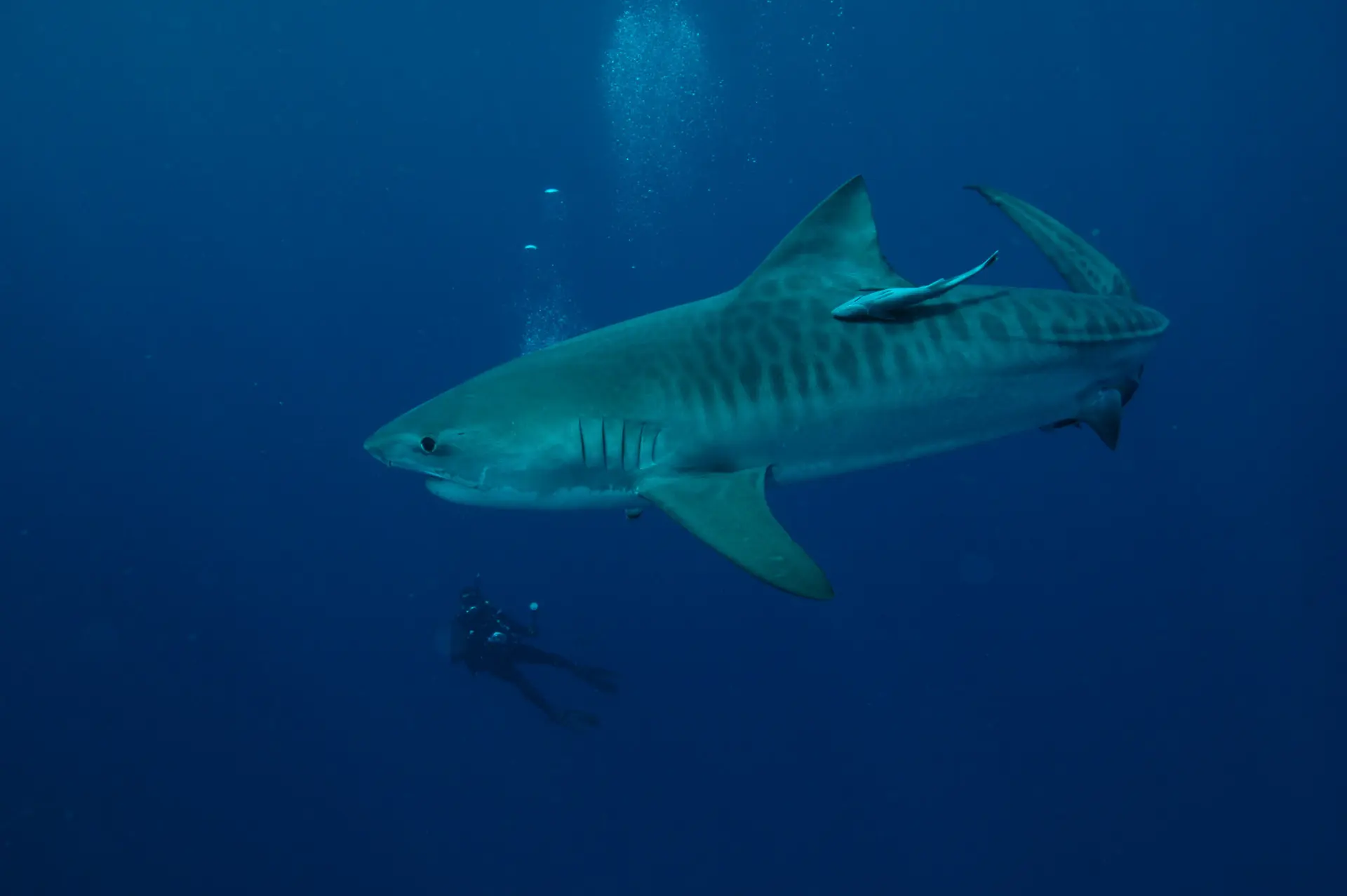Tiger shark in South Africa