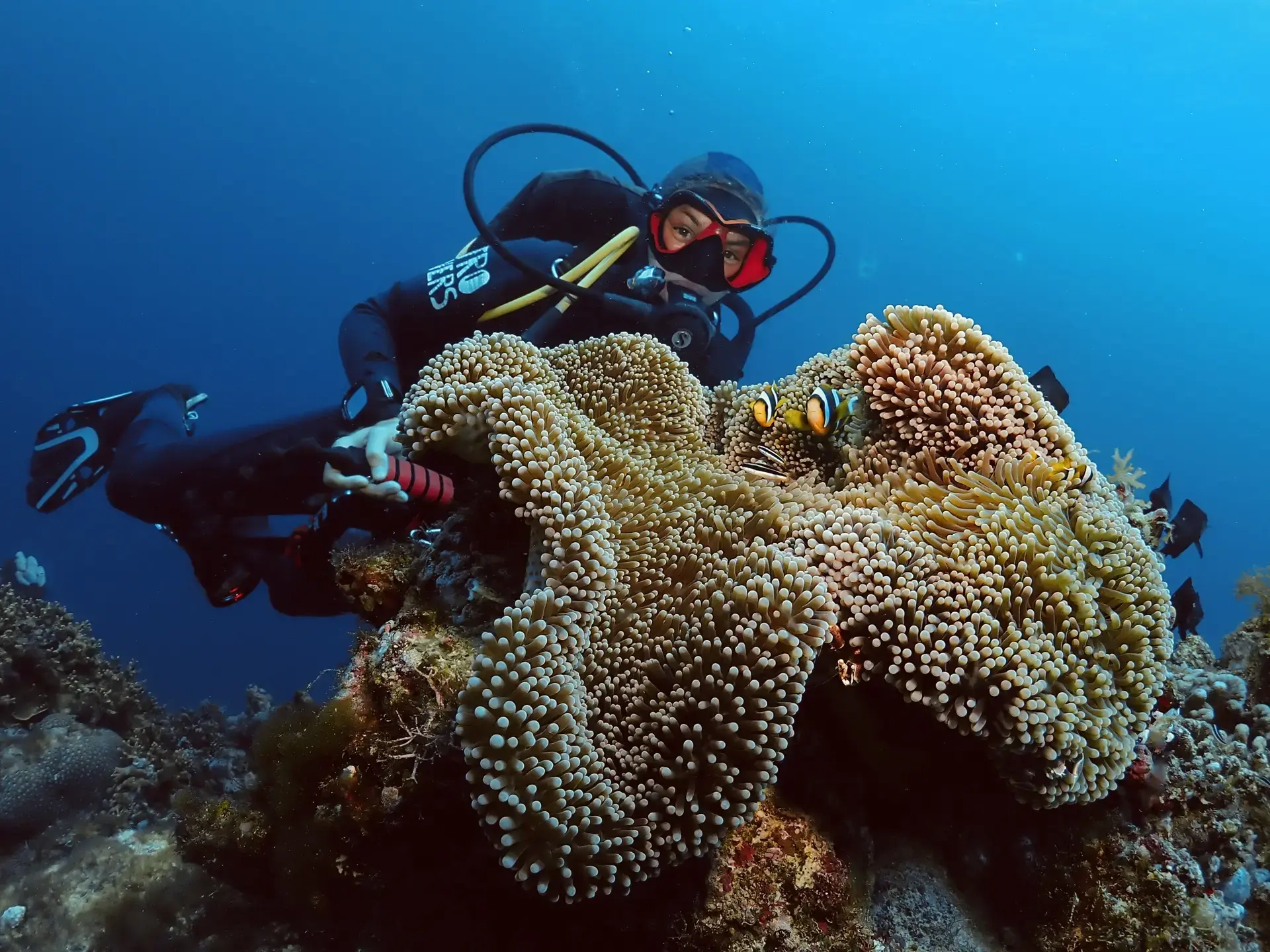 Diver observing coral reefs in Pemba, Tanzania.