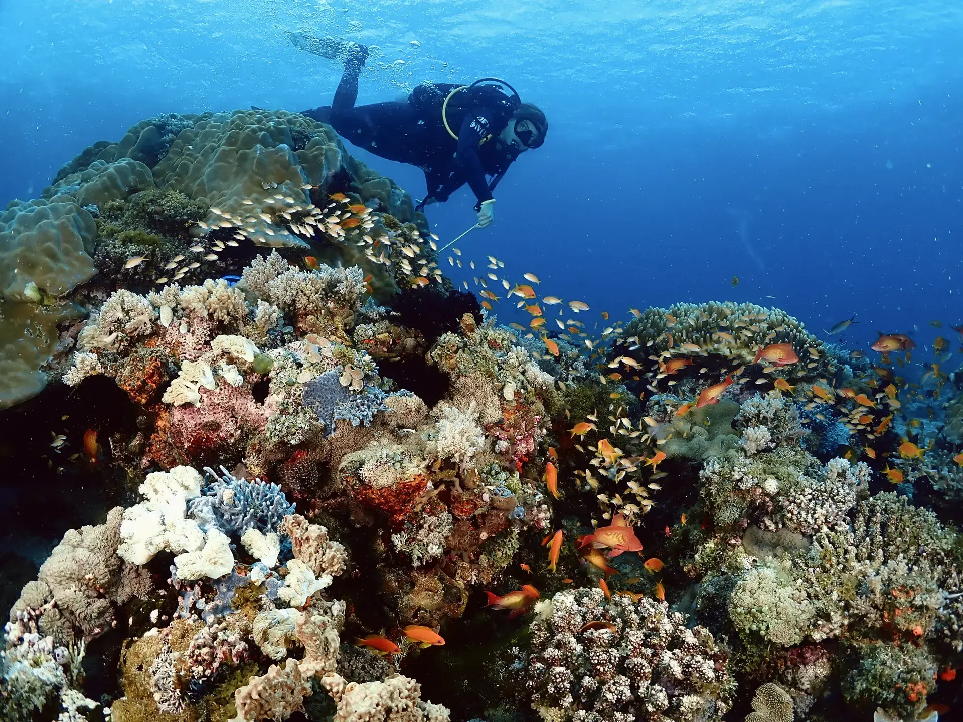 Diver exploring a reef in Pemba, Tanzania.