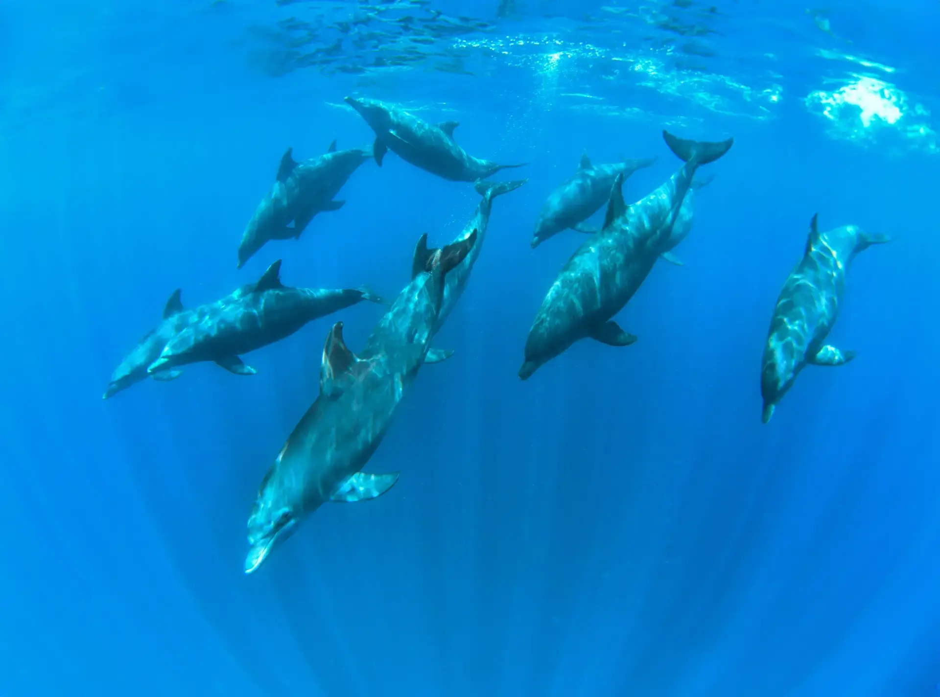 Bottlenose dolphins in Zanzibar, Tanzania