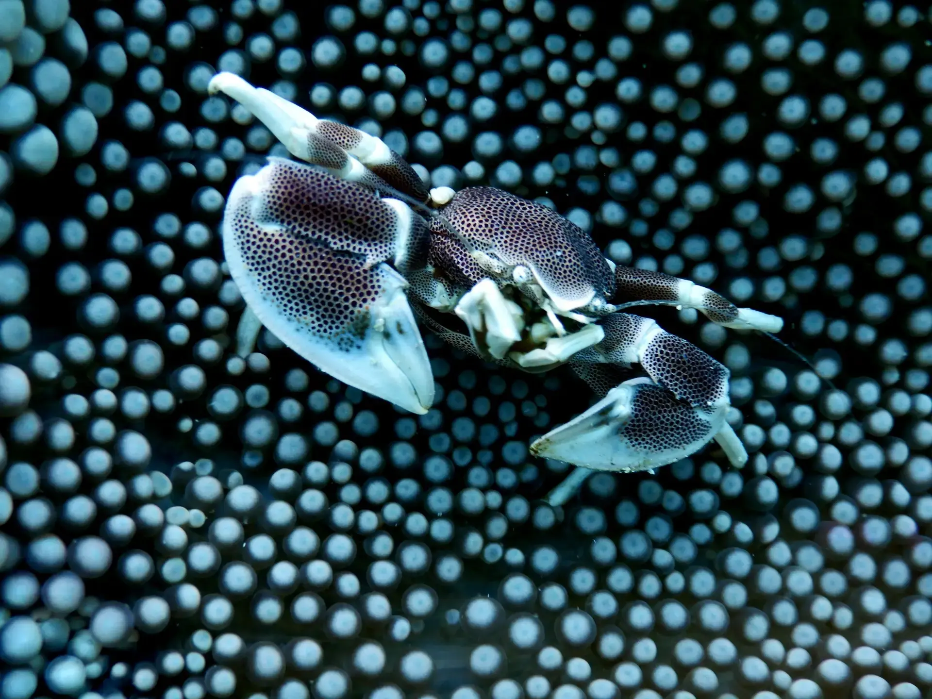 A crab in Mnemba Atoll, Zanzibar, Tanzania