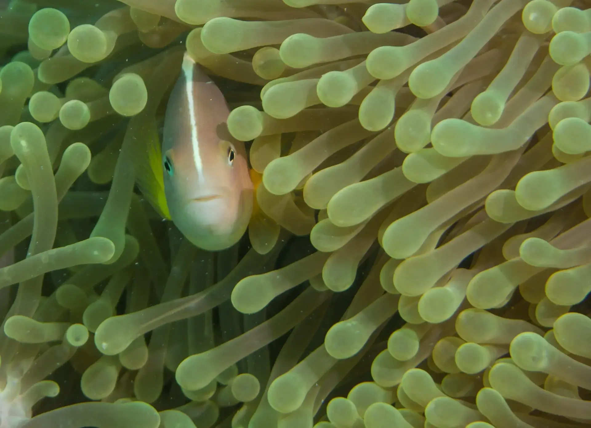A skunk anemonefish in Zanzibar, Tanzania