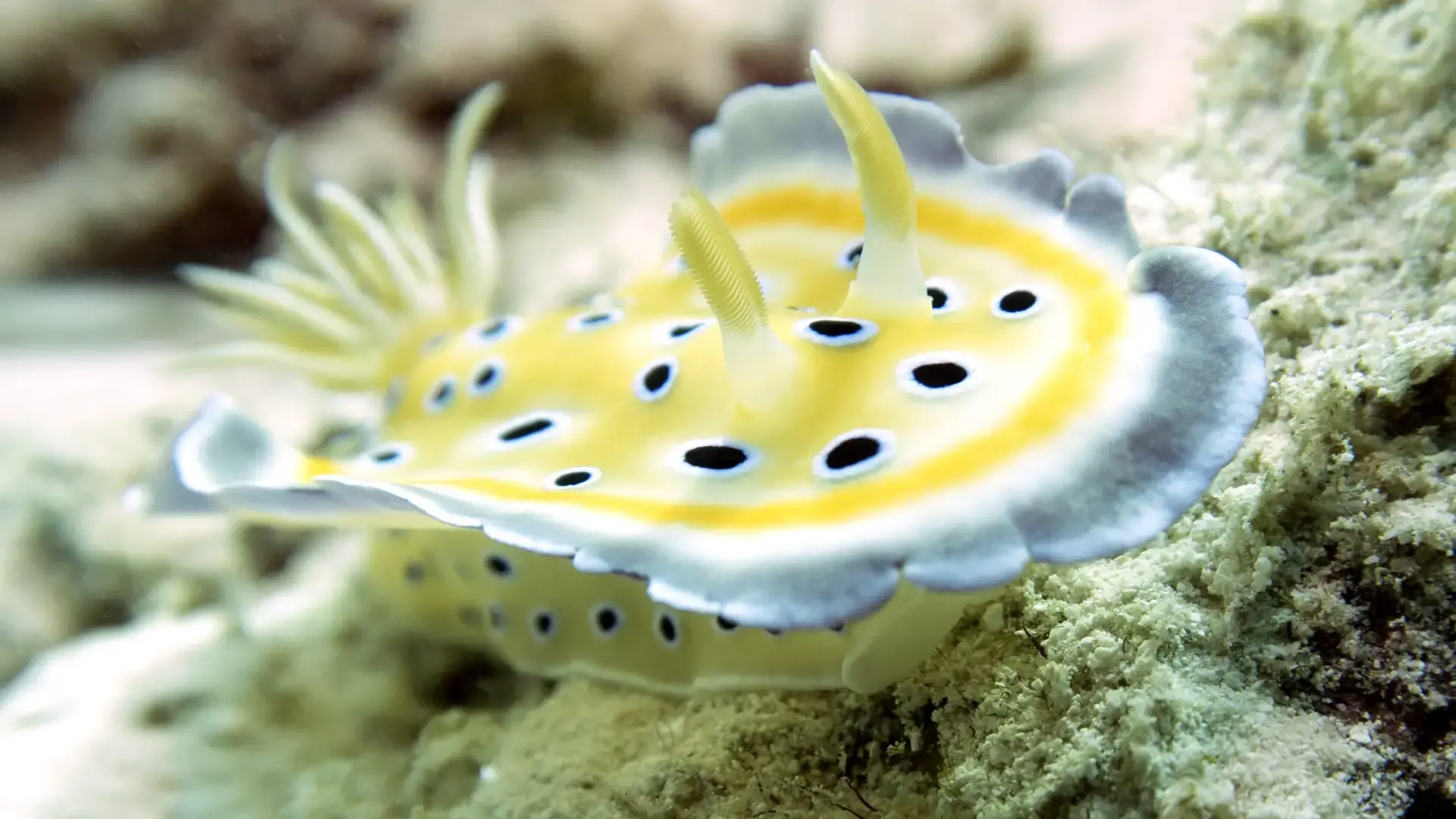 A nudibranch in Zanzibar, Tanzania