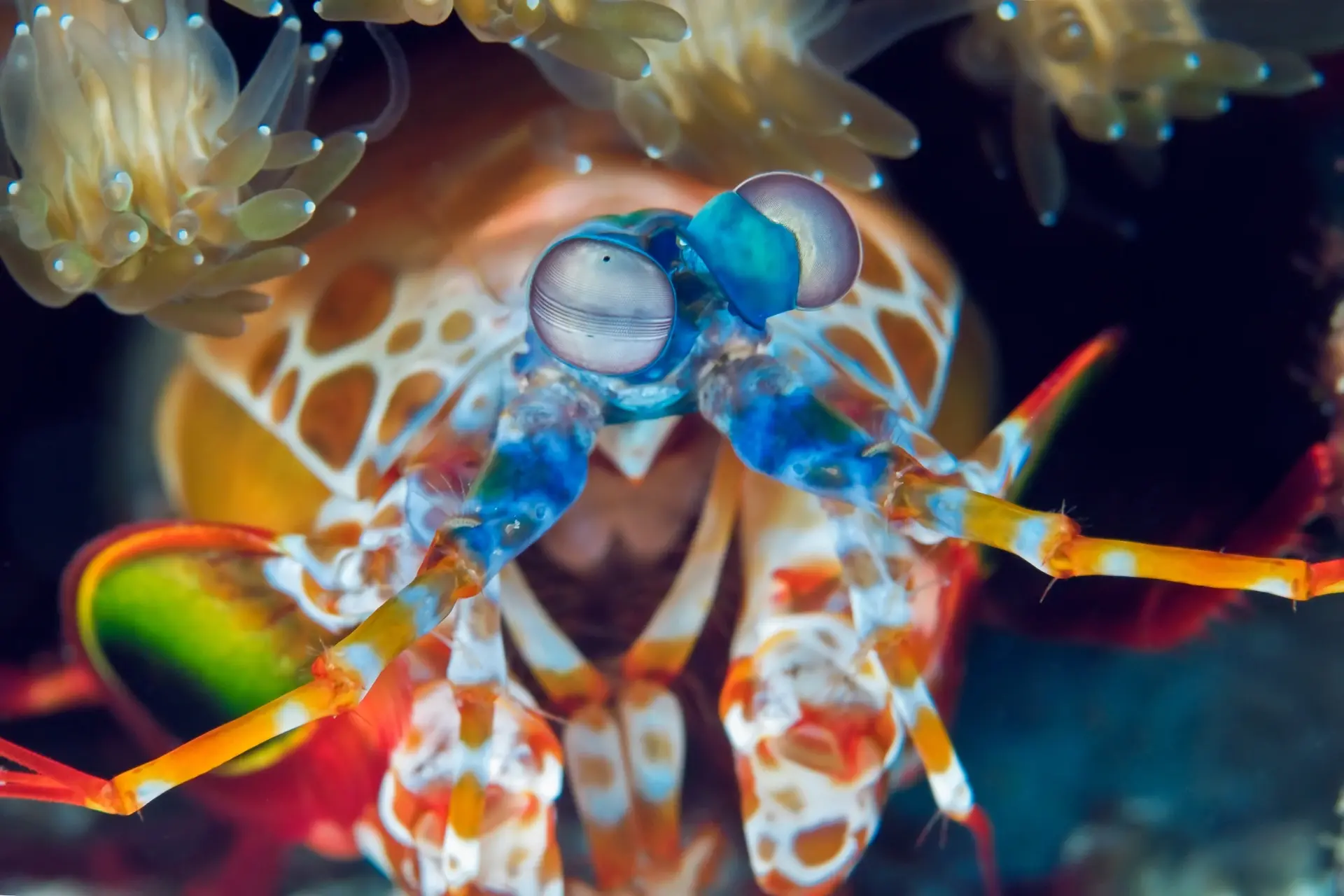 A peacock mantis shrimp in Zanzibar, Tanzania