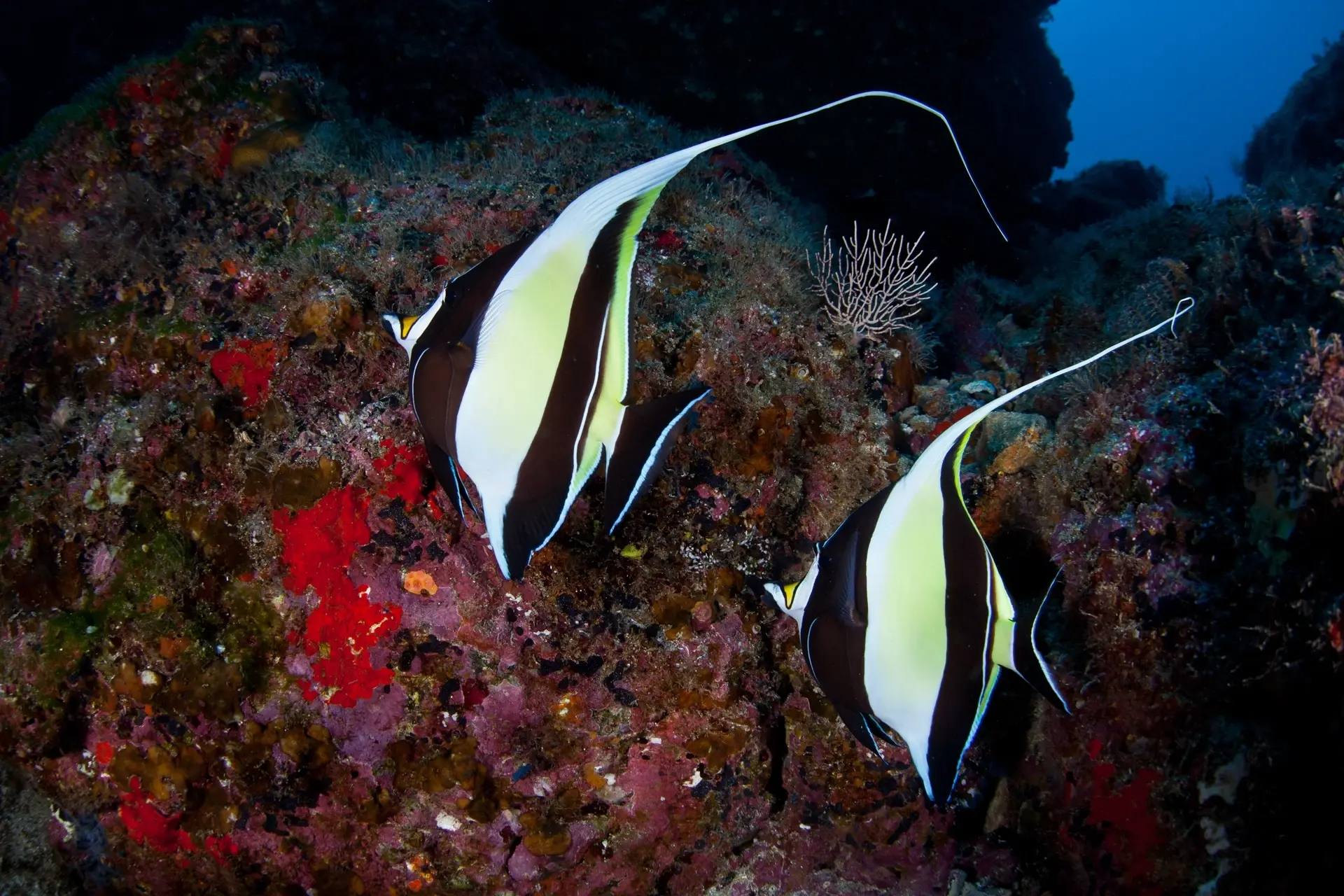 Moorish idols in Cocos Island, Costa Rica