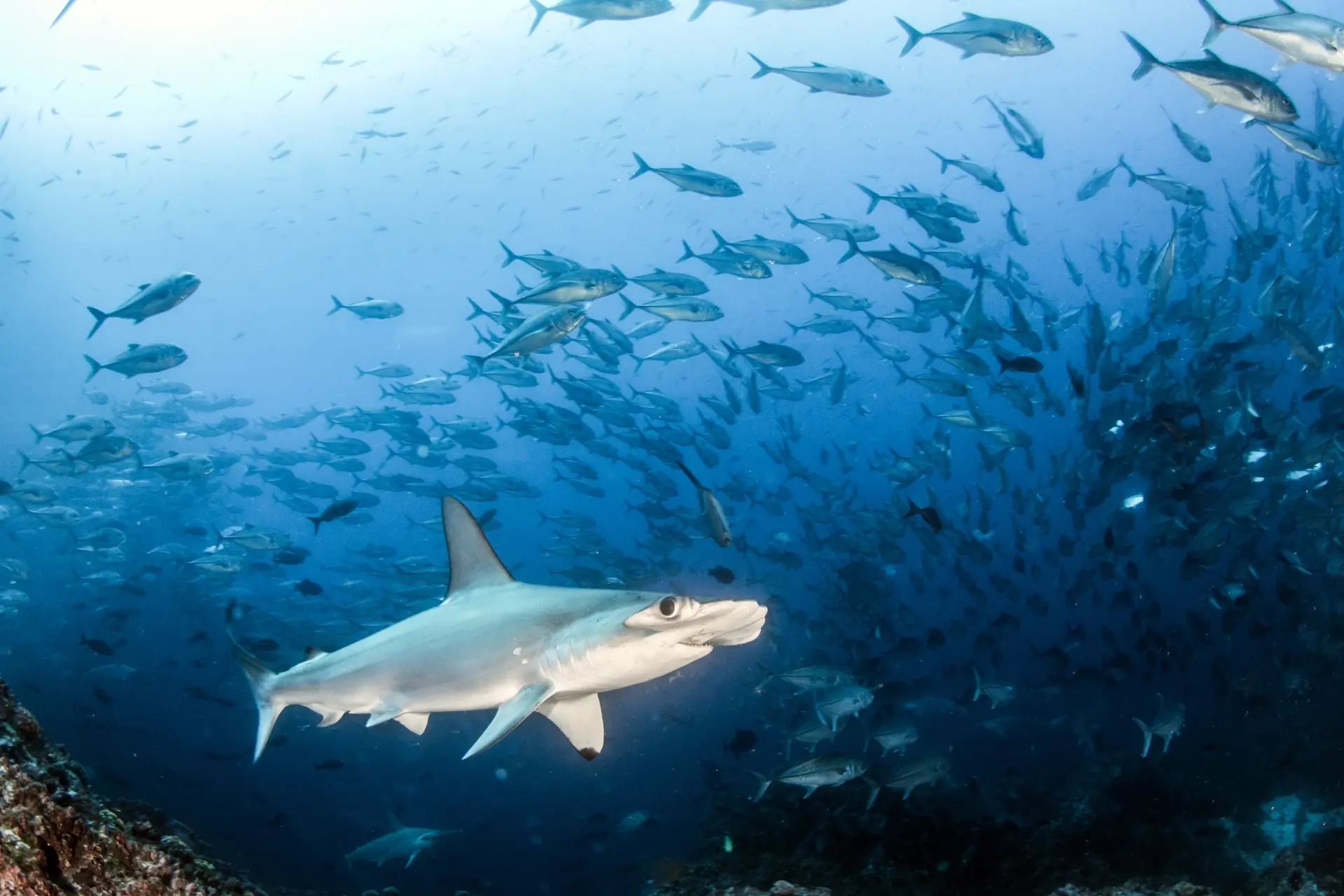 Scalloped hammerhead shark in Cocos Island, Costa Rica