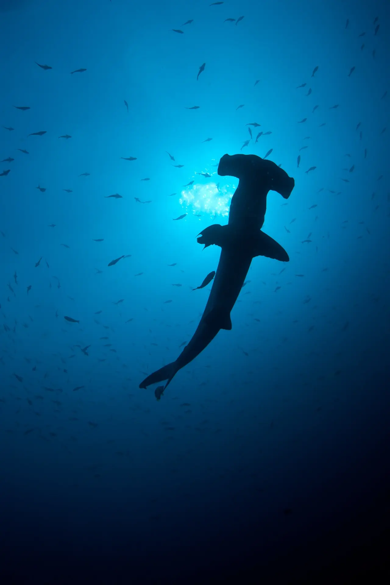 Scalloped hammerhead in Cocos Island, Costa Rica