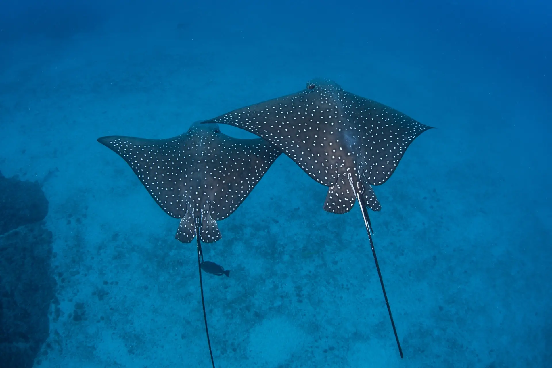 Spotted eagle rays in Cocos Island, Costa Rica