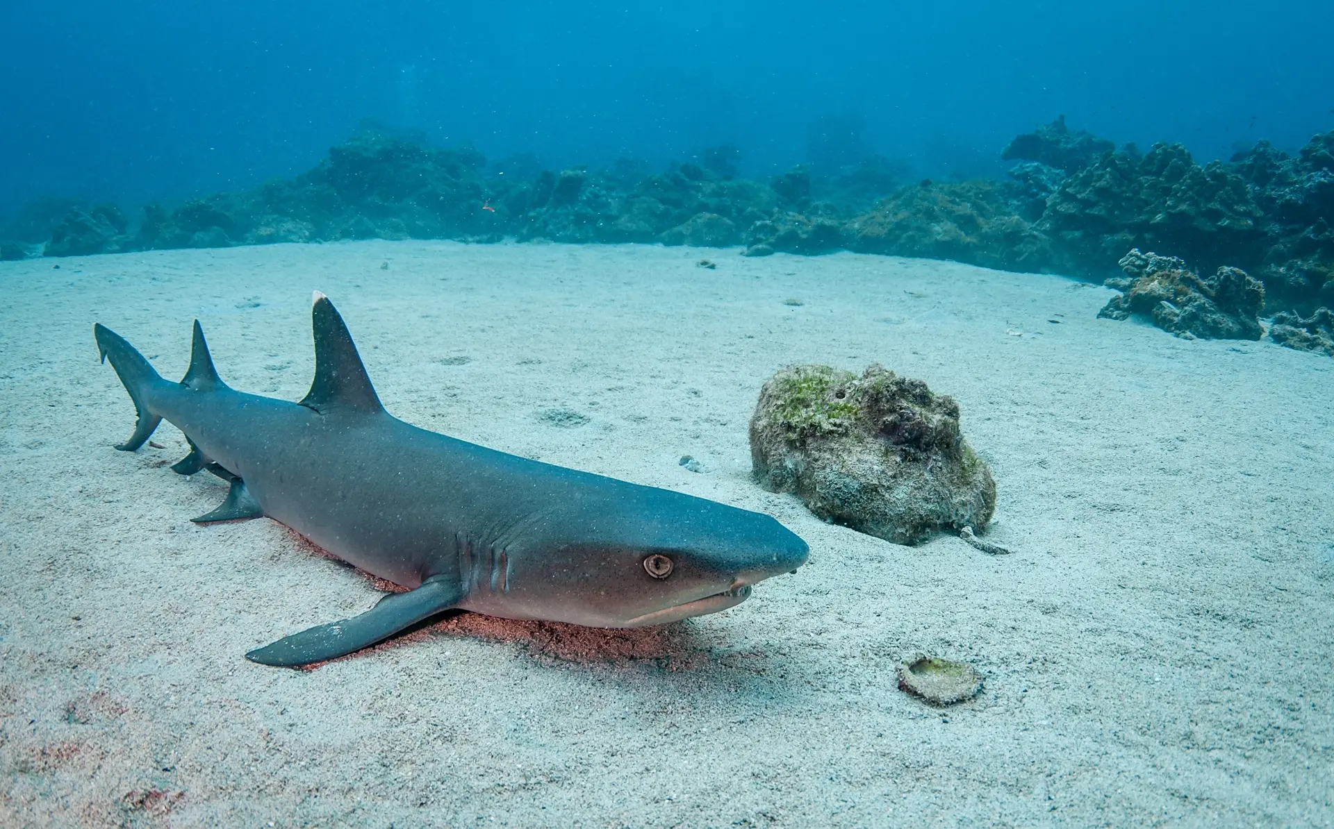 White-tip reef shark in Cocos Island, Costa Rica