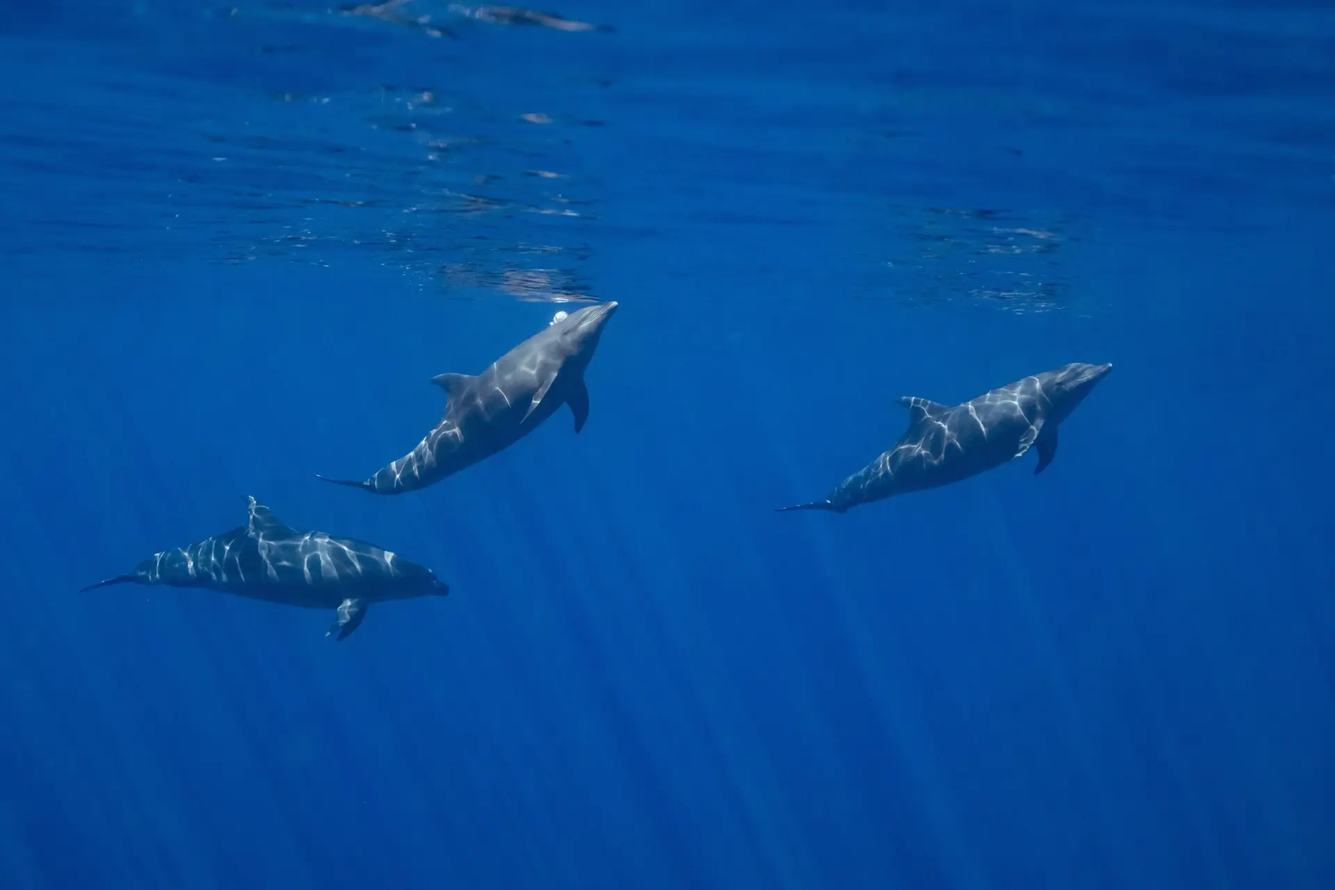 Dolphins in the Sea of Cortez, Mexico