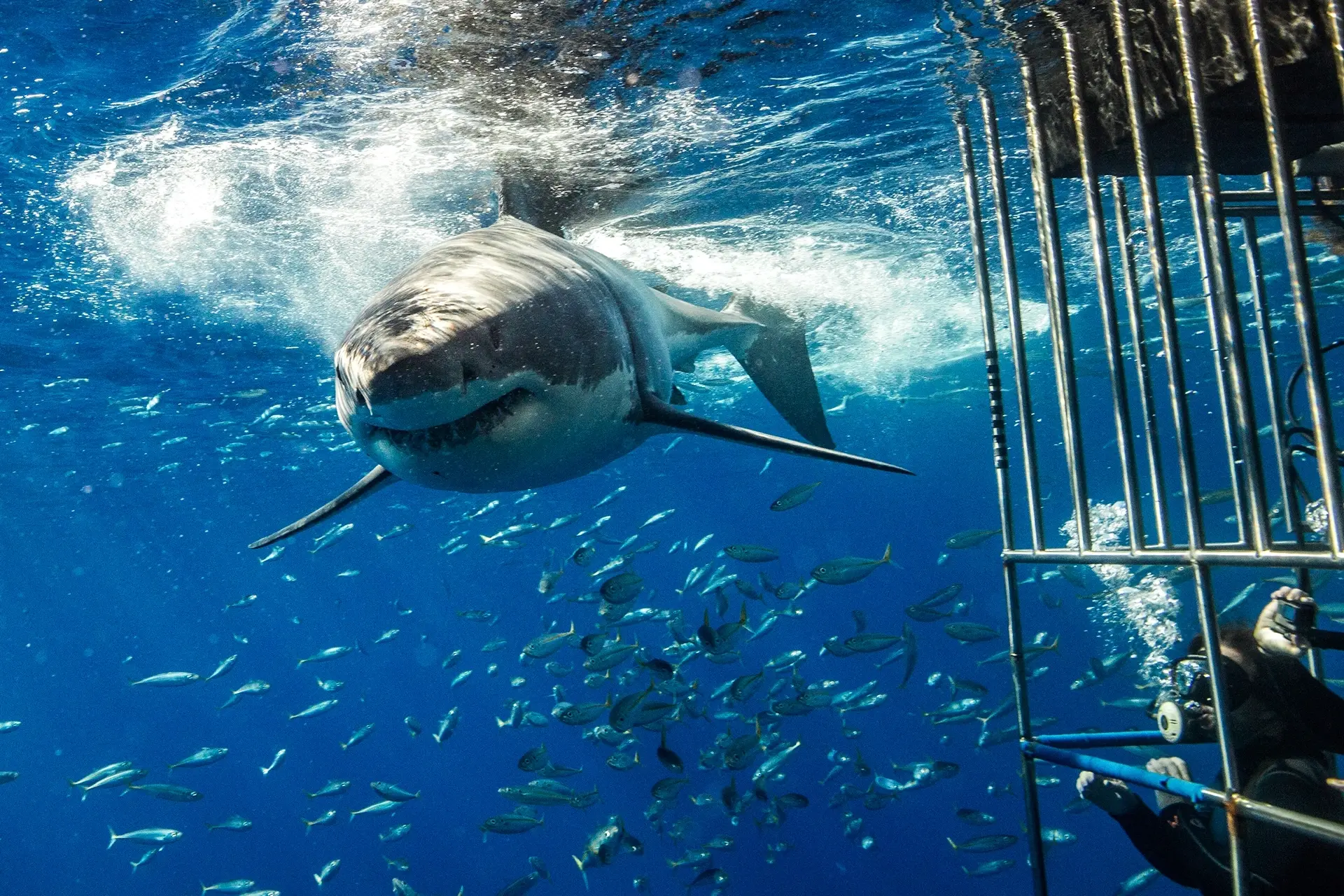 Cage diving with great white sharks in Isla Guadalupe, Mexico